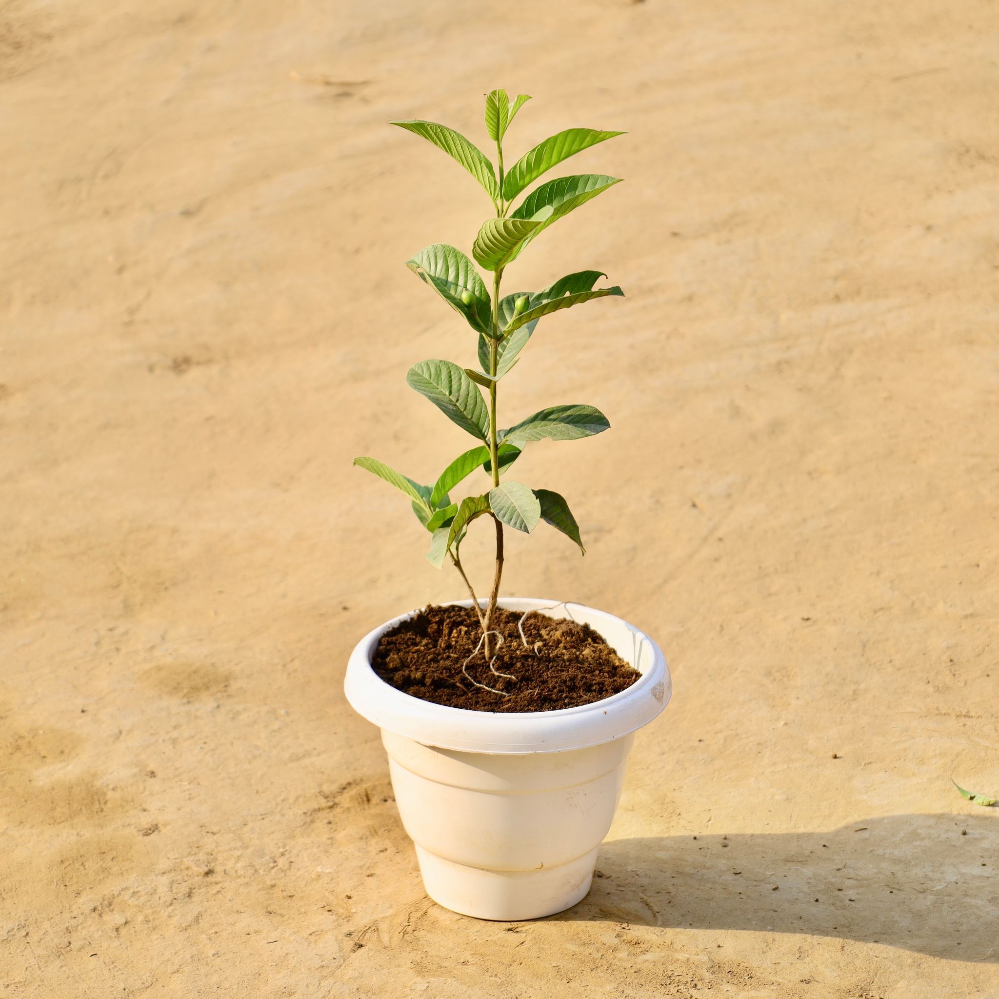 Amrood / Guava in 8 Inch White Classy Plastic Pot
