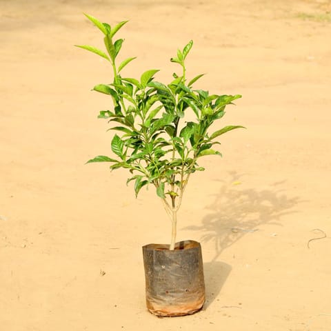 Single Tagar / Jasmine in 6 Inch Nursery Bag