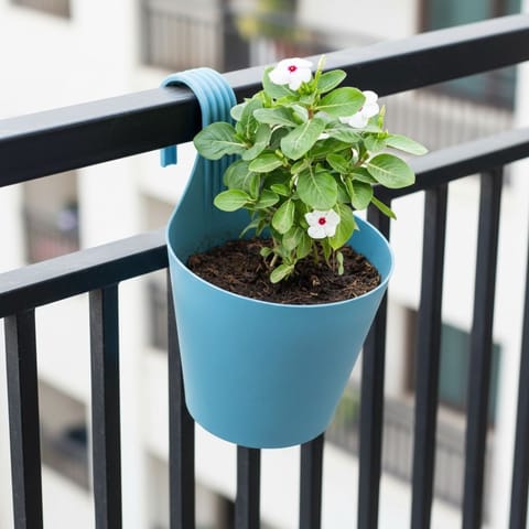 Periwinkle / Vinca / Sadabahar (Any Colour) in 8 Inch Live Fresh Plant Blue Marble Single Hook Hanging Plastic Pot in Sector 42