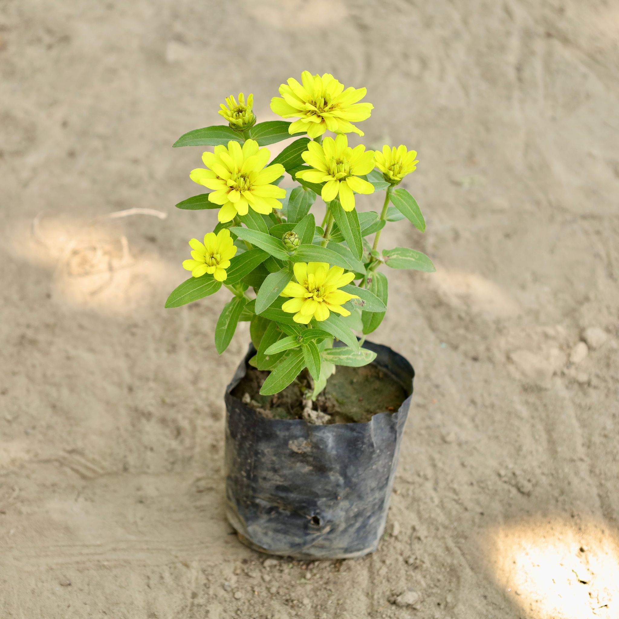 Zinnia (any colour) in 3 Inch Nursery Bag