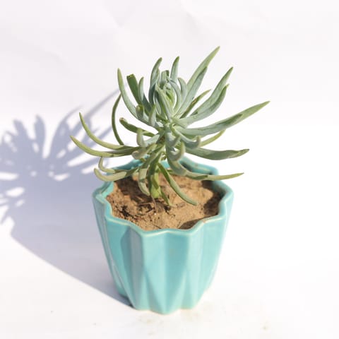 Curio Repens Succulent in 3 Inch Live Plant Vibrant Blue Ripple Designer Ceramic Pot