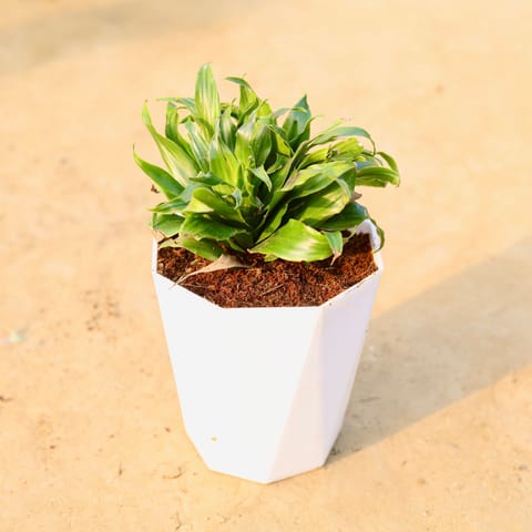 Dracaena Compacta in 6 Inch Live Fresh Plant Marble White Premium Diamanti Plastic Pot in Sector 11