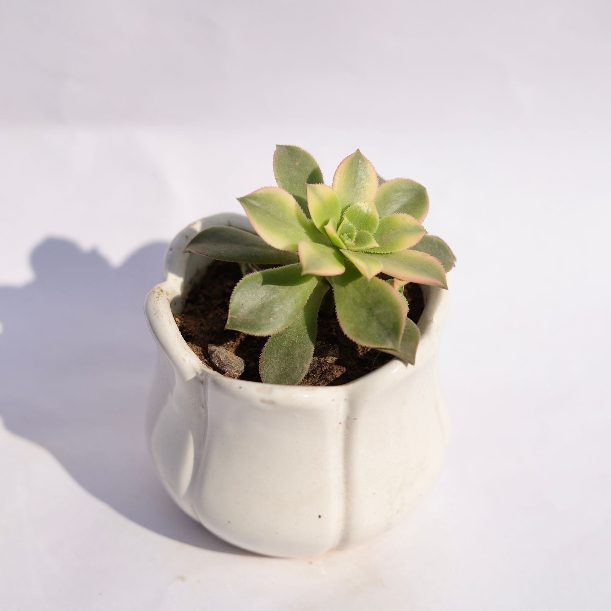 Ghost Plant / Mother of Pearl Plant in 3.5 Inch White Tulip Ceramic Pot