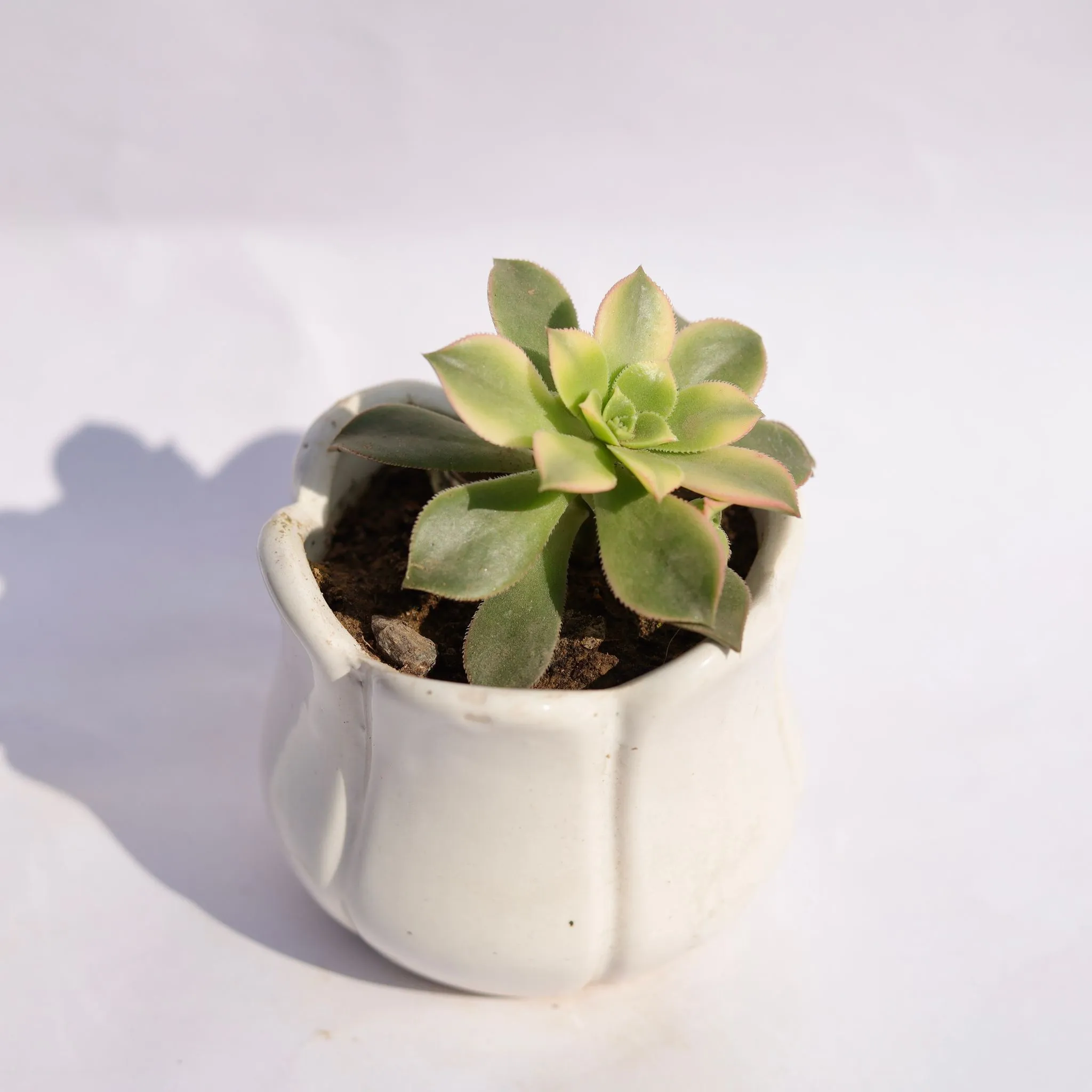 Ghost Plant / Mother of Pearl Plant in 3.5 Inch White Tulip Ceramic Pot