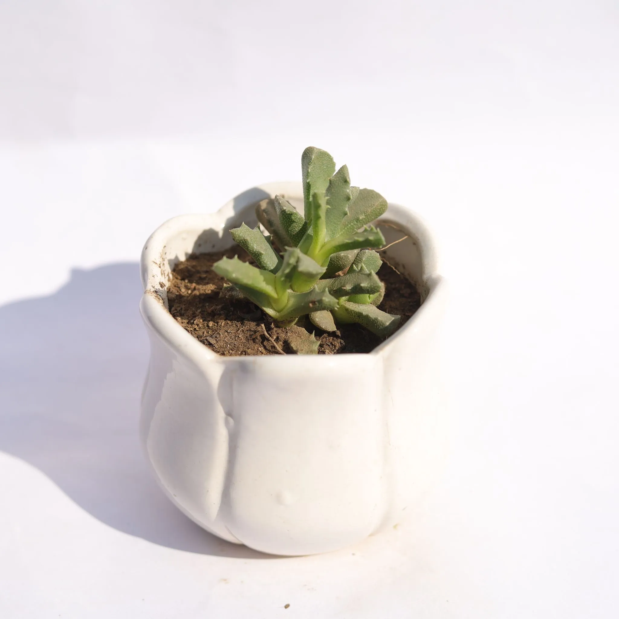 Stomatium Trifarium in 3.5 Inch White Tulip Ceramic Pot