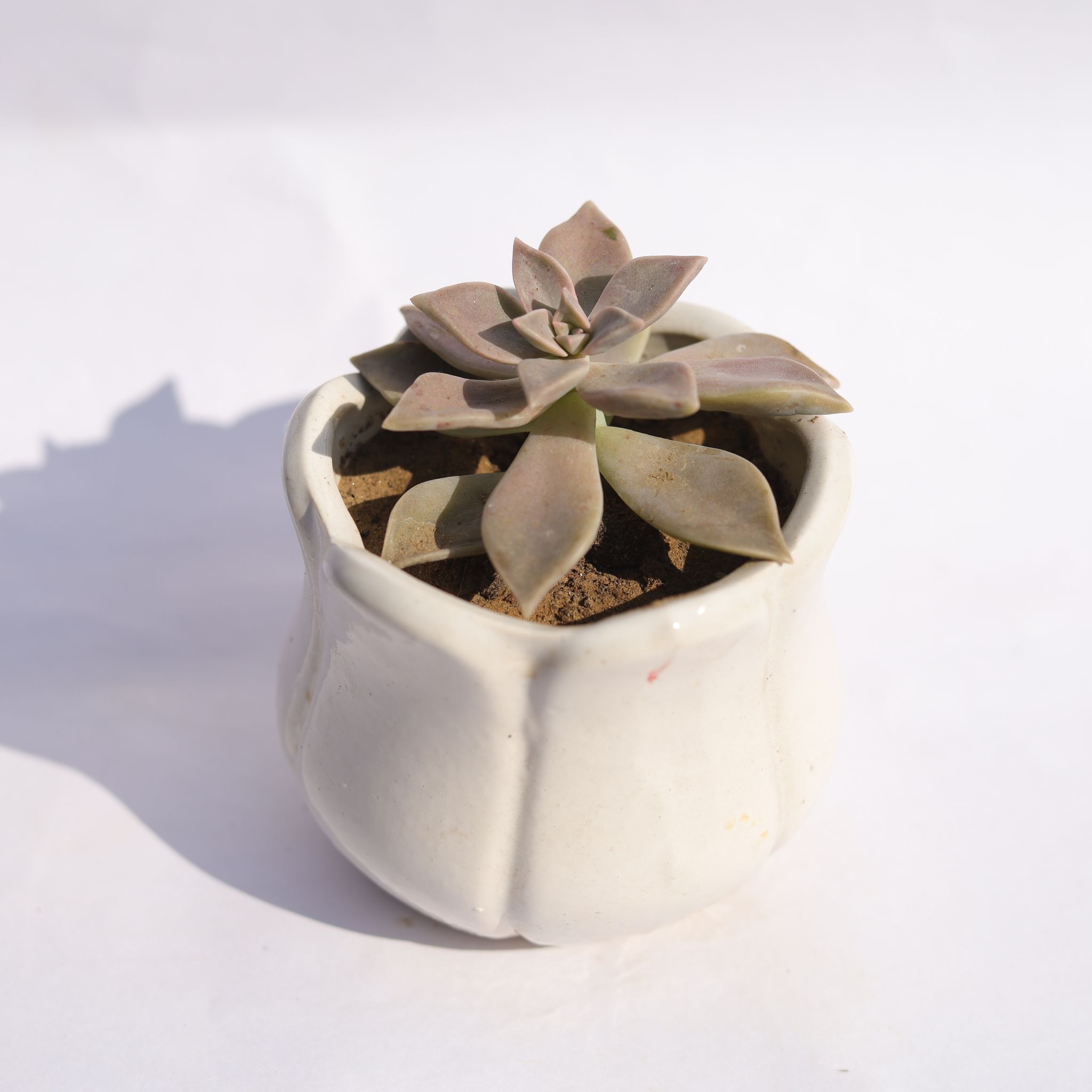 Echeveria Devotion / Red Velvet in 3.5 Inch White Tulip Ceramic Pot