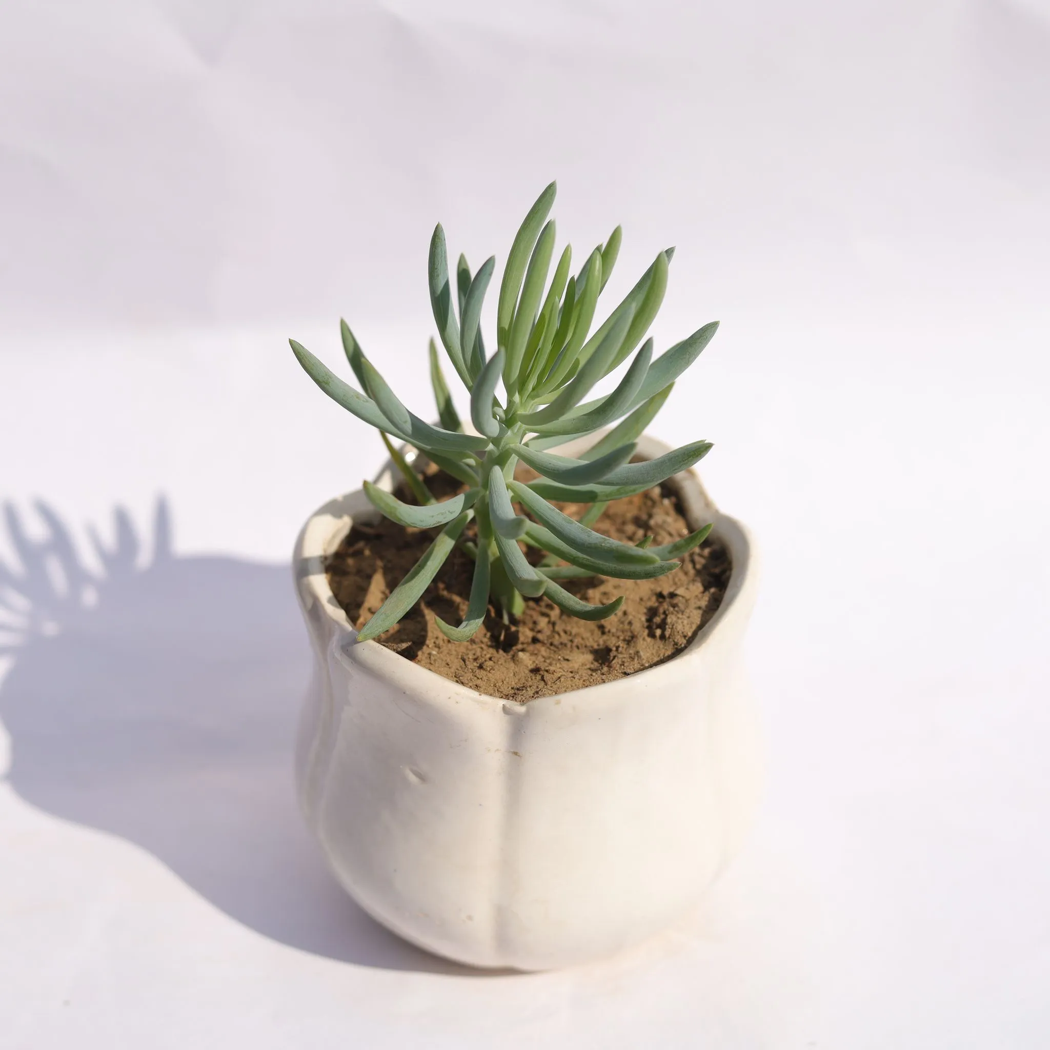 Curio Repens Succulent in 3.5 Inch White Tulip Ceramic Pot