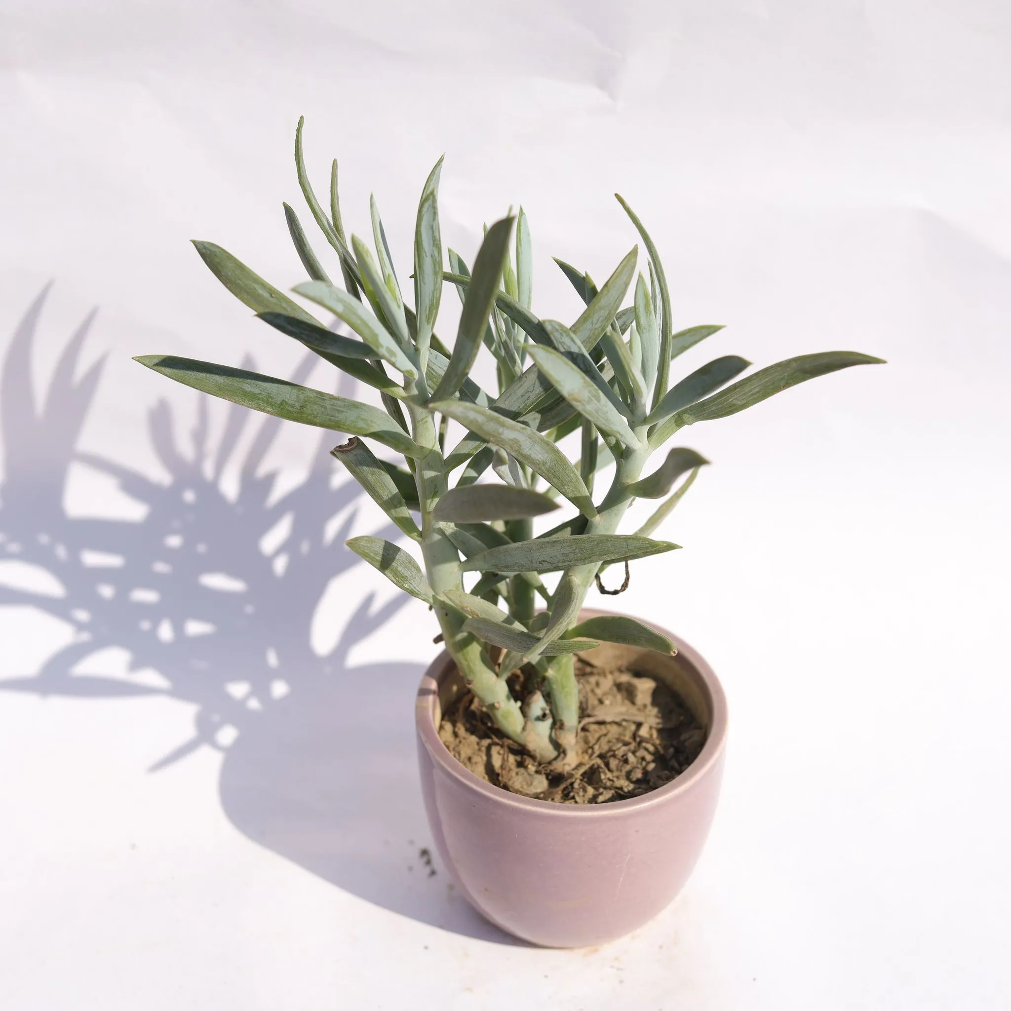 Curio Ficodes Succulent in 3 Inch Purple Classy Cup Ceramic Pot