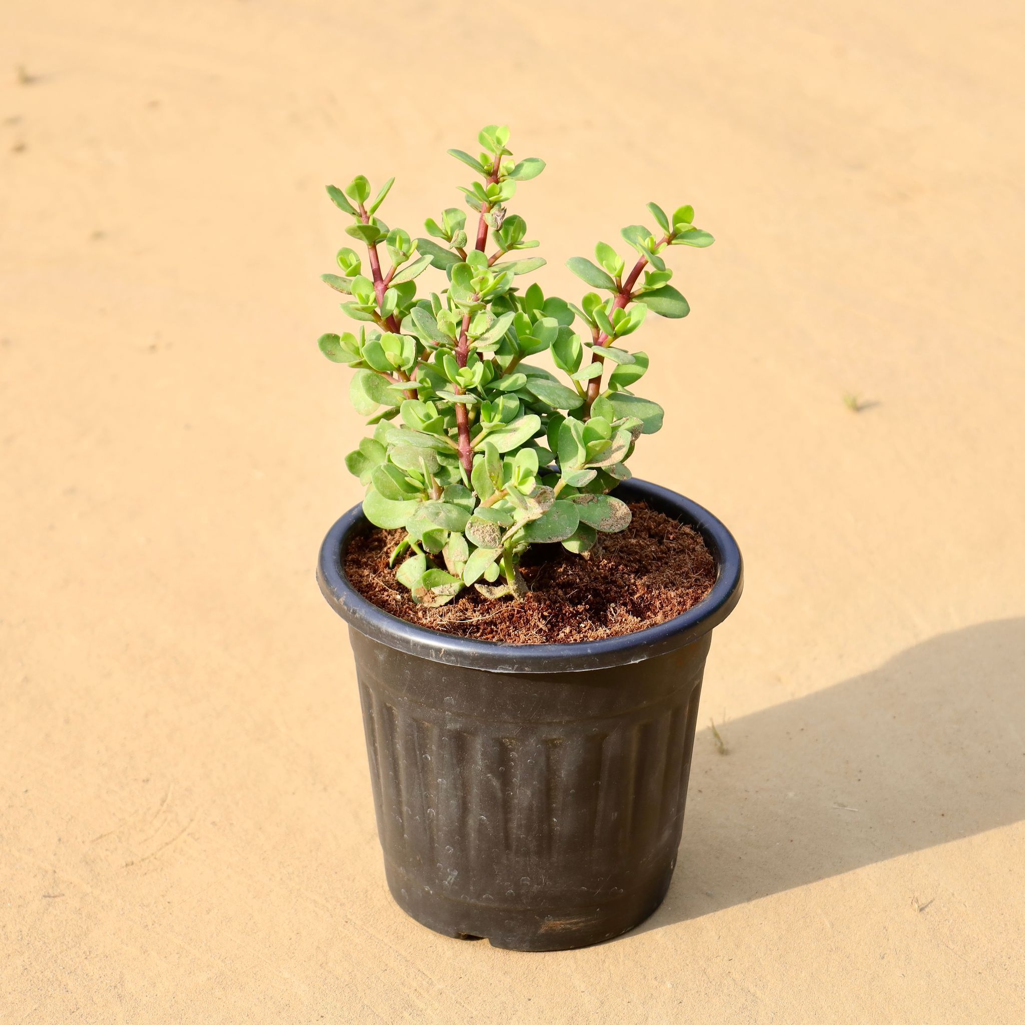 Jade Bushy in 6 Inch Black Super Nursery Pot
