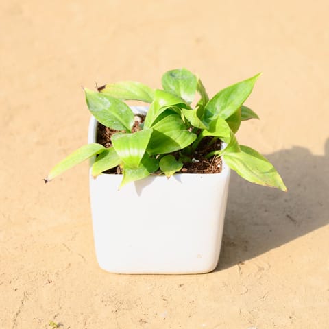 Peace Lily in 3 Inch White Classy Cup Ceramic Pot ? Minimalist Glossy Succulent Pot, Indoor Flower Pot for Home and Office D?cor