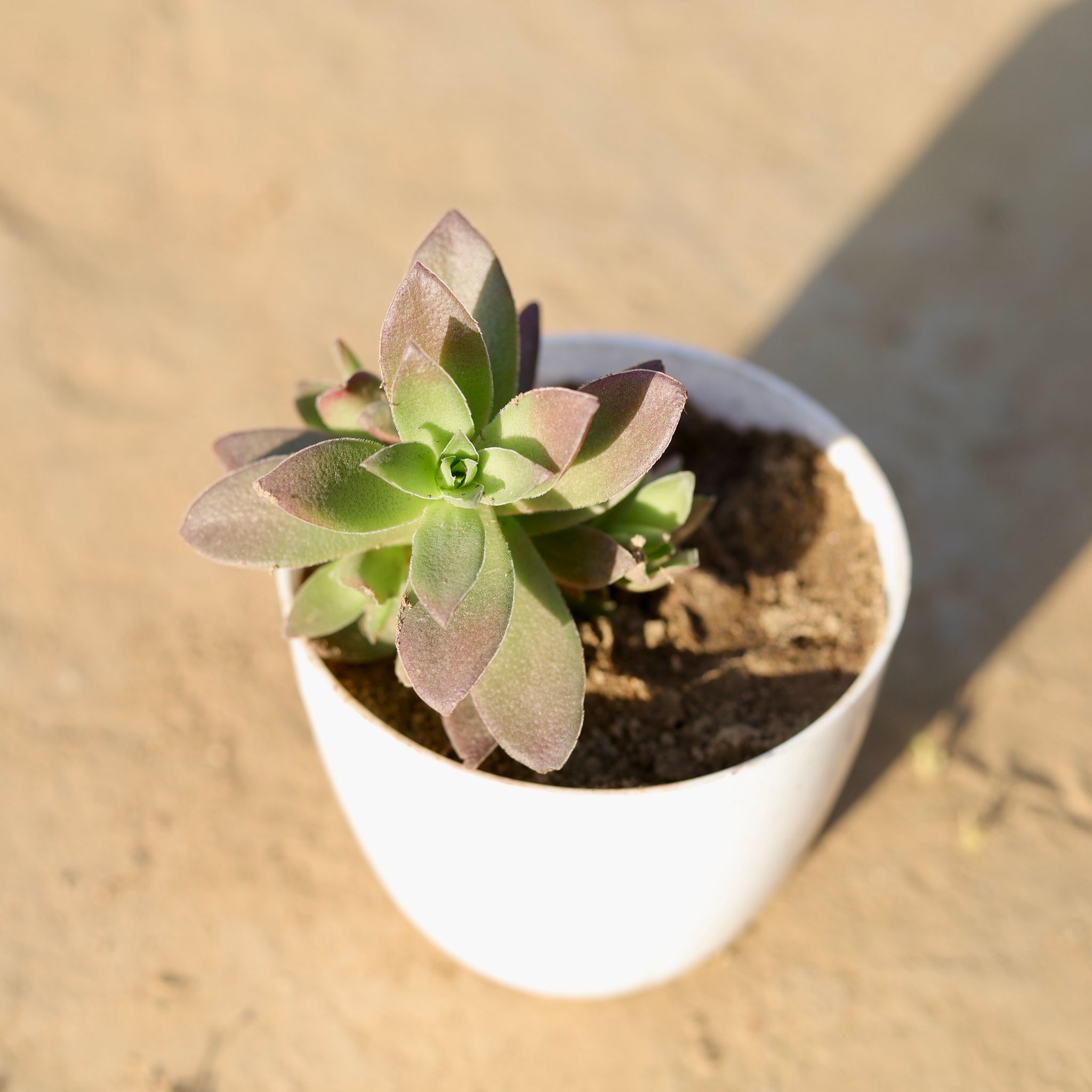 Echeveria Perle Von Nurnberg Succulent in 4 Inch White Premium Orchid Round Plastic Pot