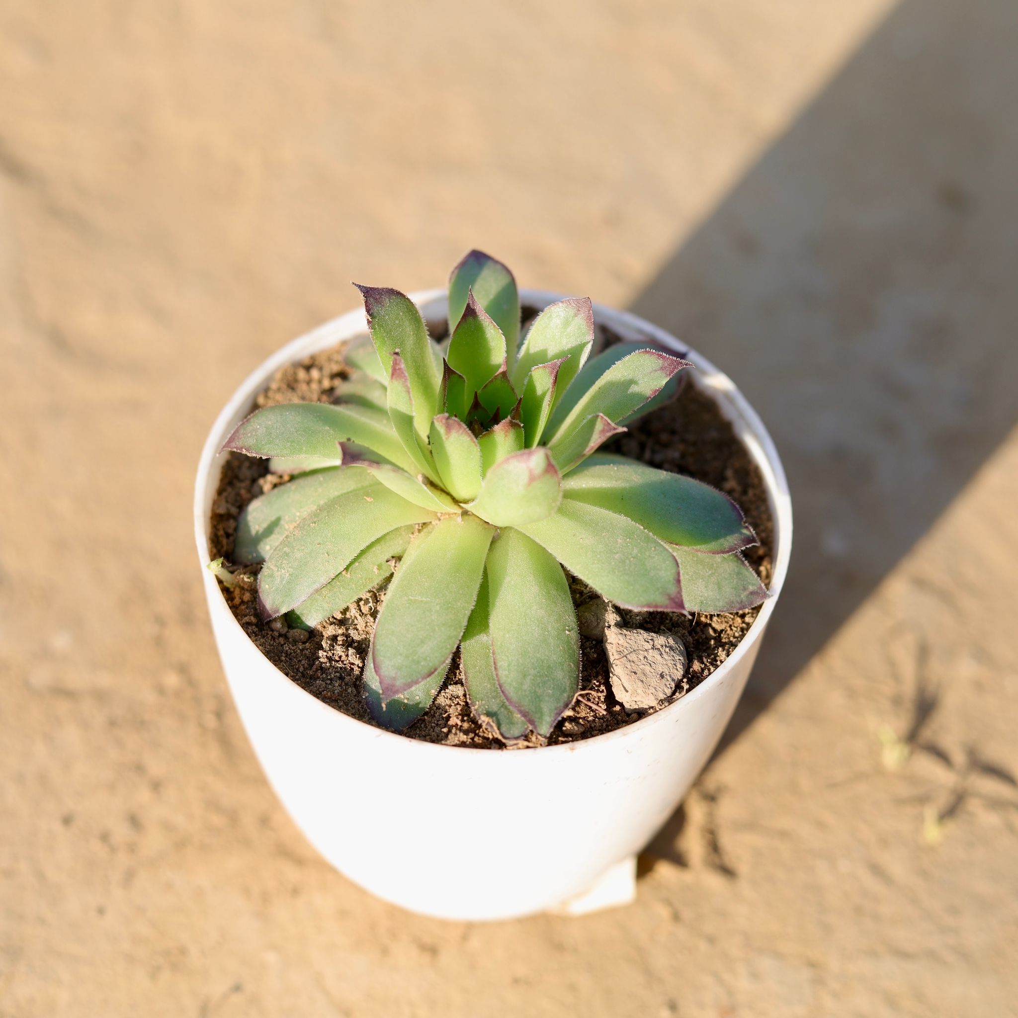 Laxmi Kamal Succulent in 4 Inch White Premium Orchid Round Plastic Pot