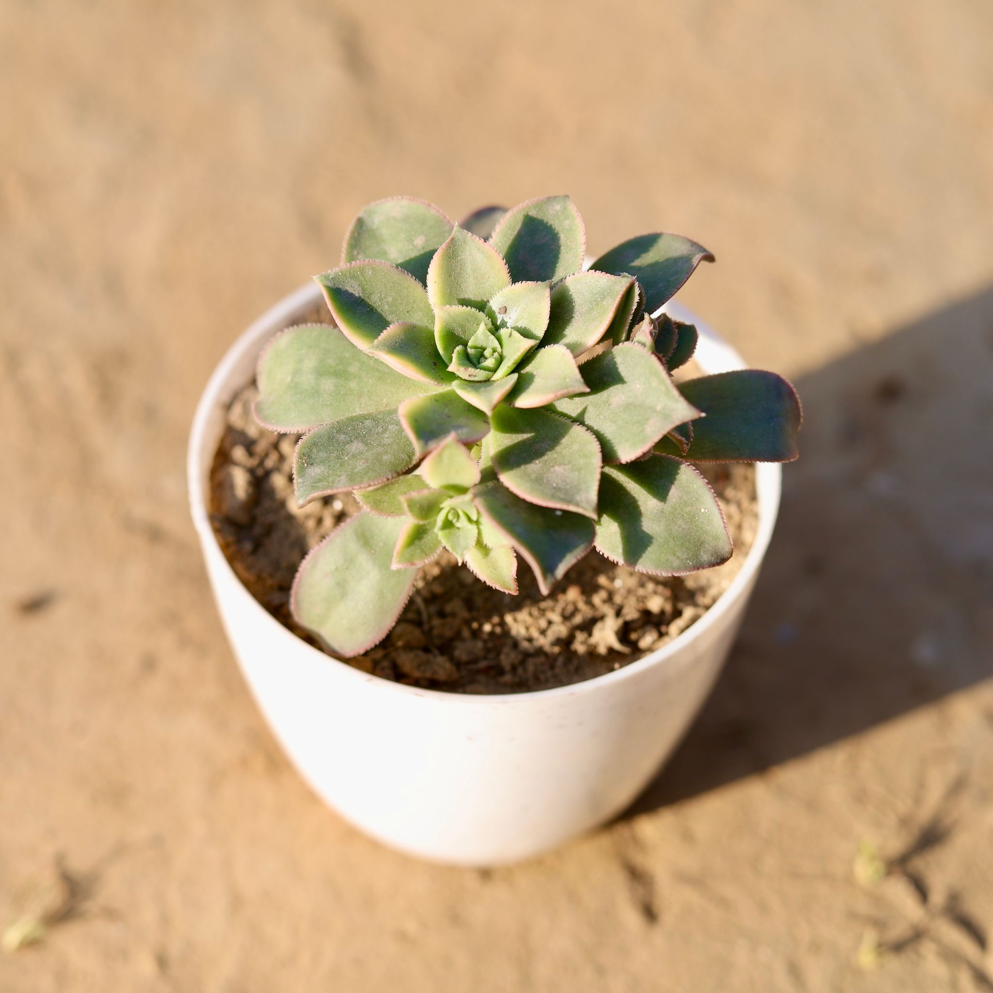 Ghost Plant / Mother of Pearl Plant in 4 Inch White Premium Orchid Round Plastic Pot