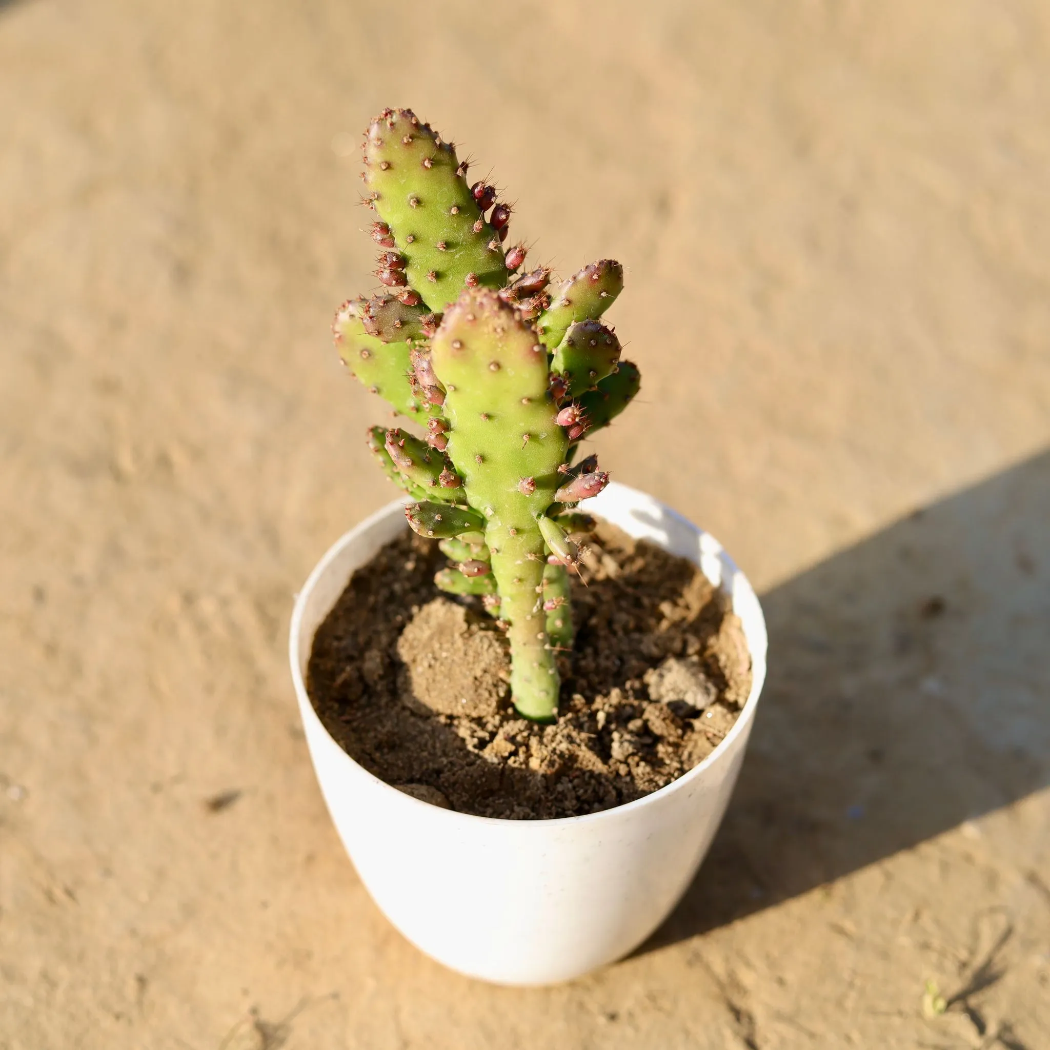Optunia Monacantha Succulent in 4 Inch White Premium Orchid Round Plastic Pot
