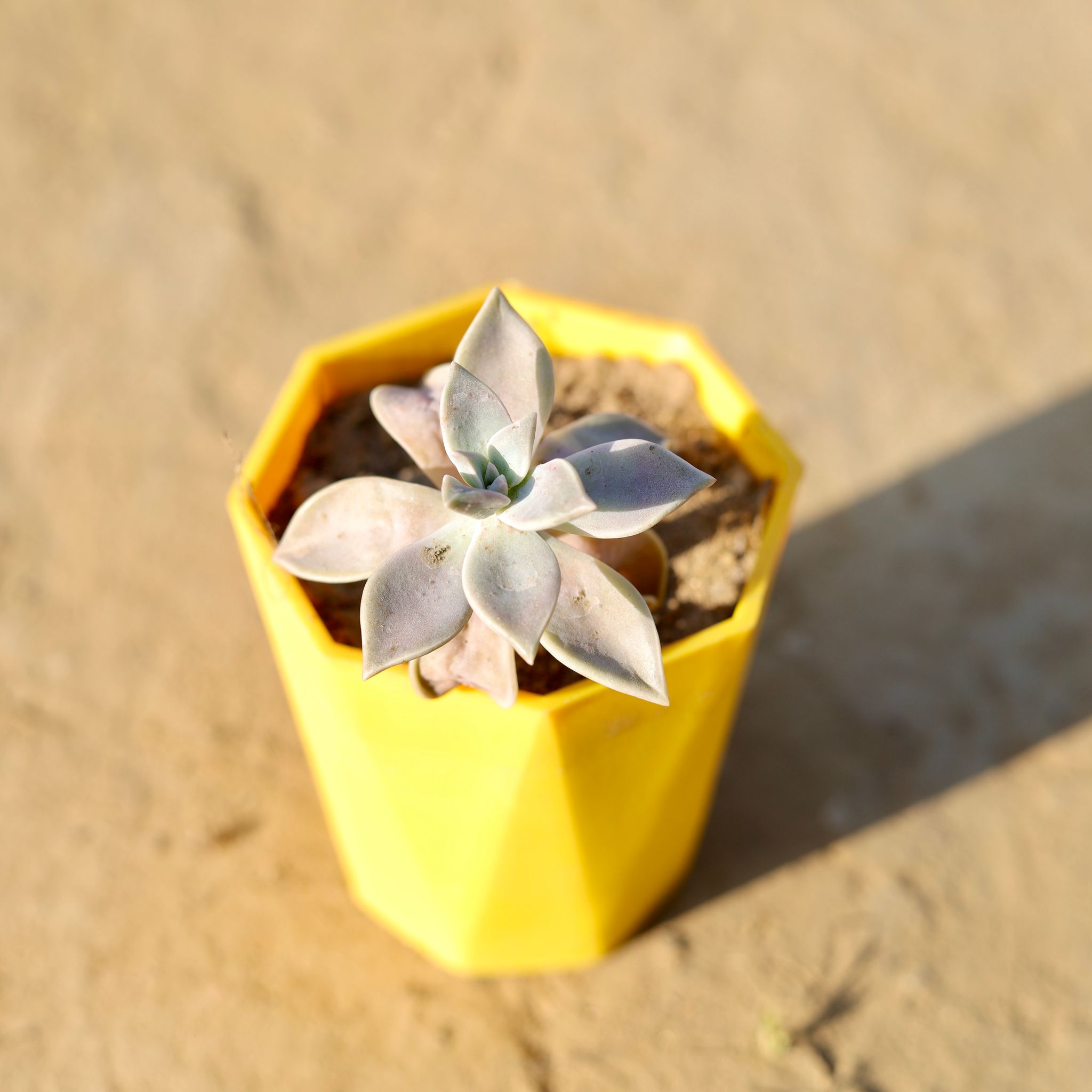 Echeveria Albicans Succuelnt in 4 Inch Yellow Premium Diamanti Plastic Pot