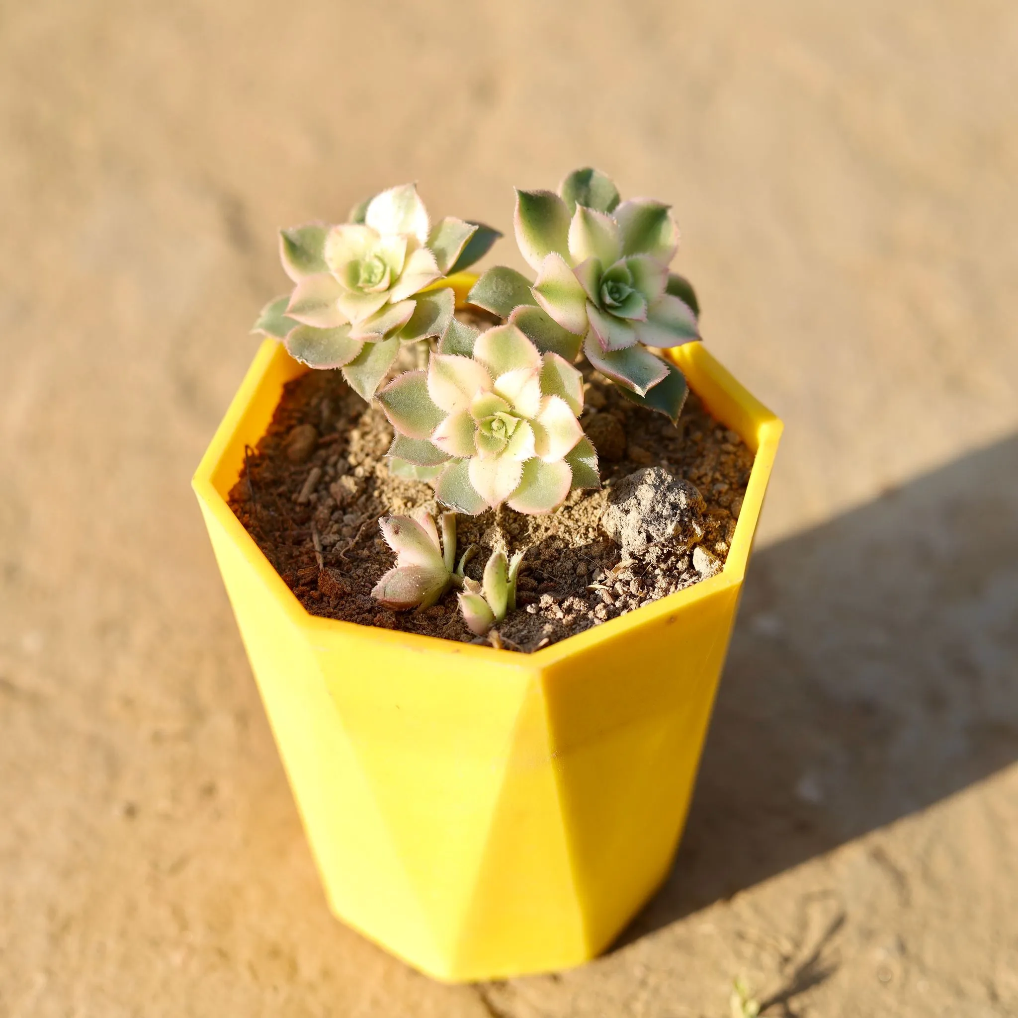 Aeonium Kiwi Succuelnt in 4 Inch Yellow Premium Diamanti Plastic Pot