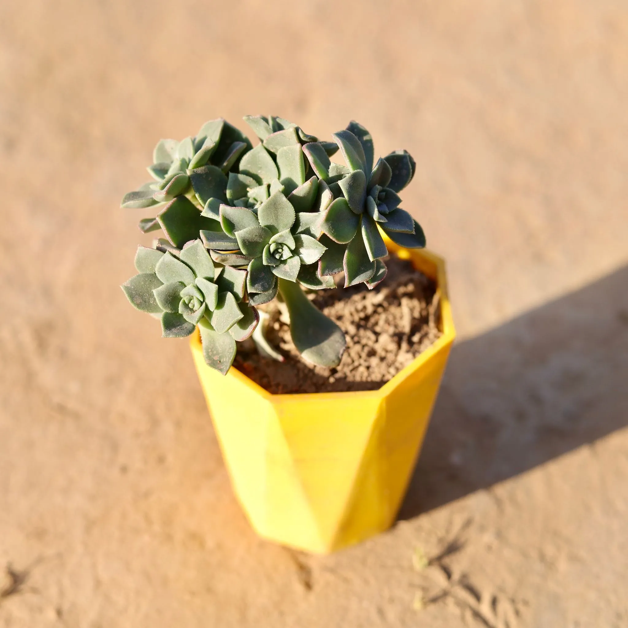 Ghost Plant / Mother of Pearl Plant in 4 Inch Yellow Premium Diamanti Plastic Pot
