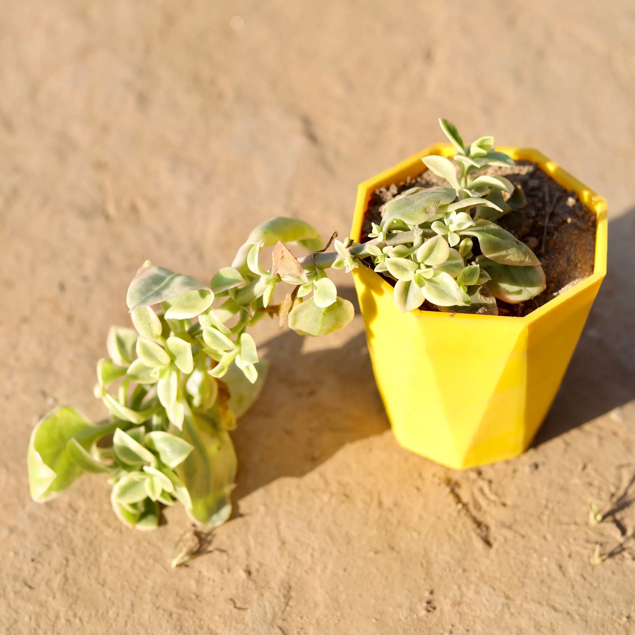 Aptenia Cordifolia in 4 Inch Yellow Premium Diamanti Plastic Pot