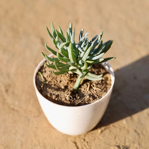 Curio Repens Succulent in 4 Inch White Premium Orchid Round Plastic Pot