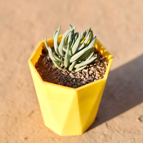 Curio Repens Succulent in 4 Inch Yellow Premium Diamanti Plastic Pot
