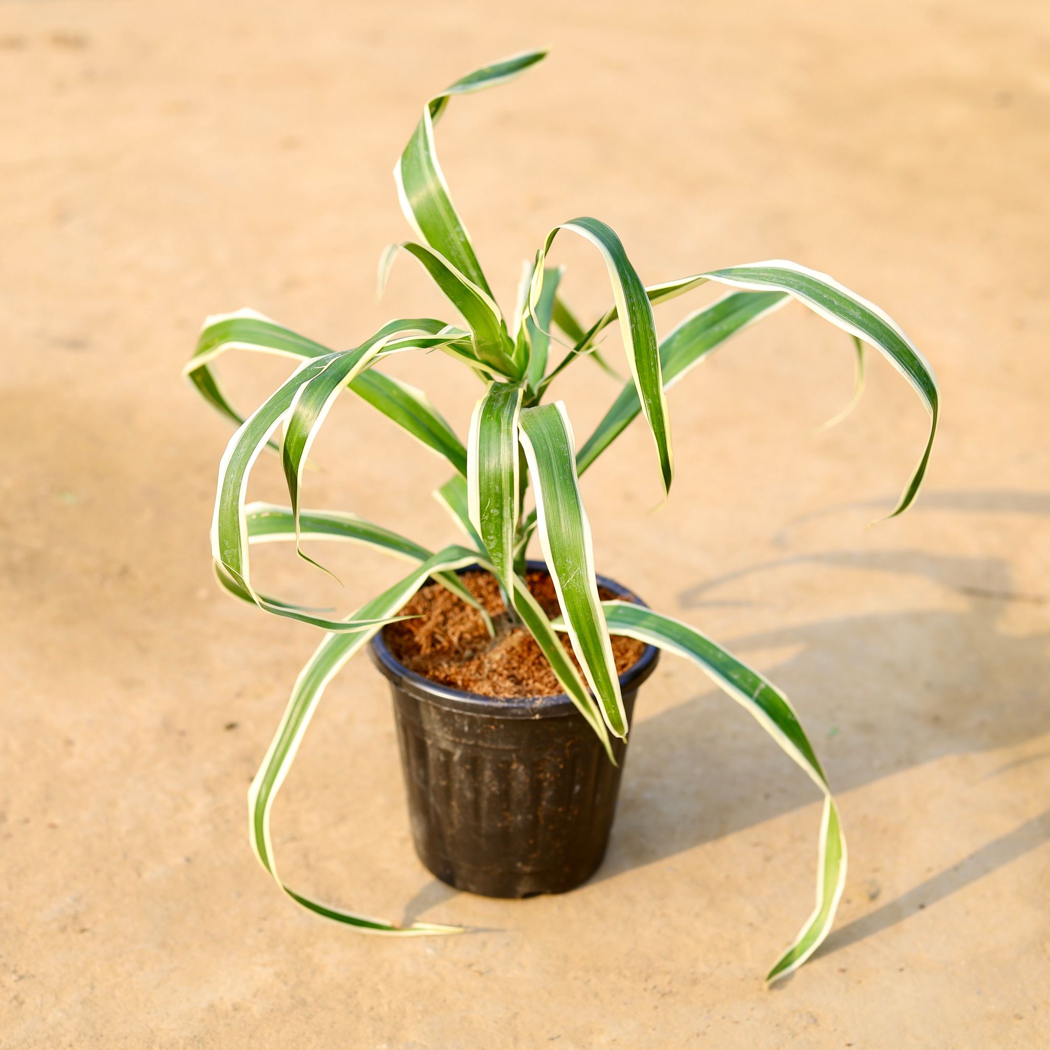 Dracaena Jamaica / Song of Jamaica in 6 Inch Black Super Nursery Pot