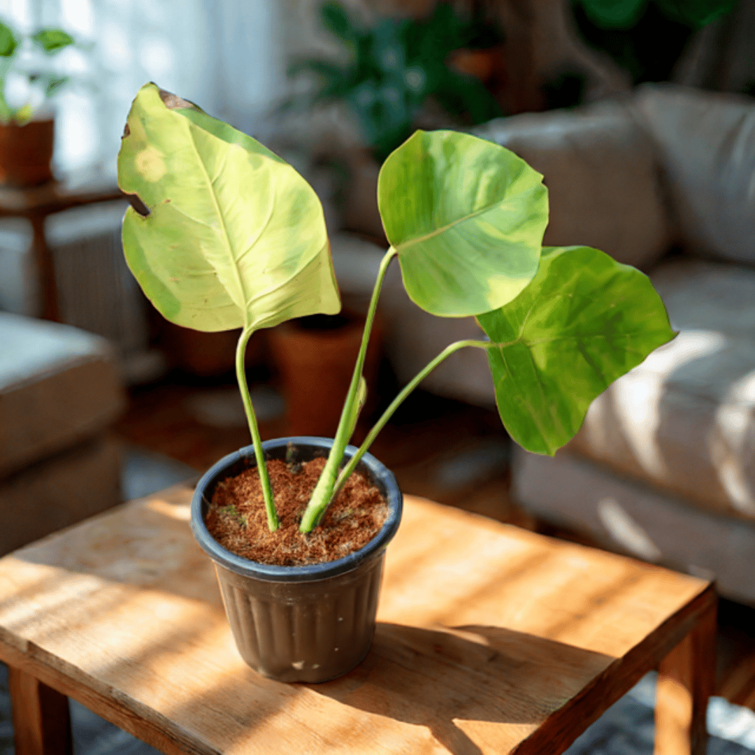 Monstera Deliciosa in 6 Inch Black Super Nursery Pot