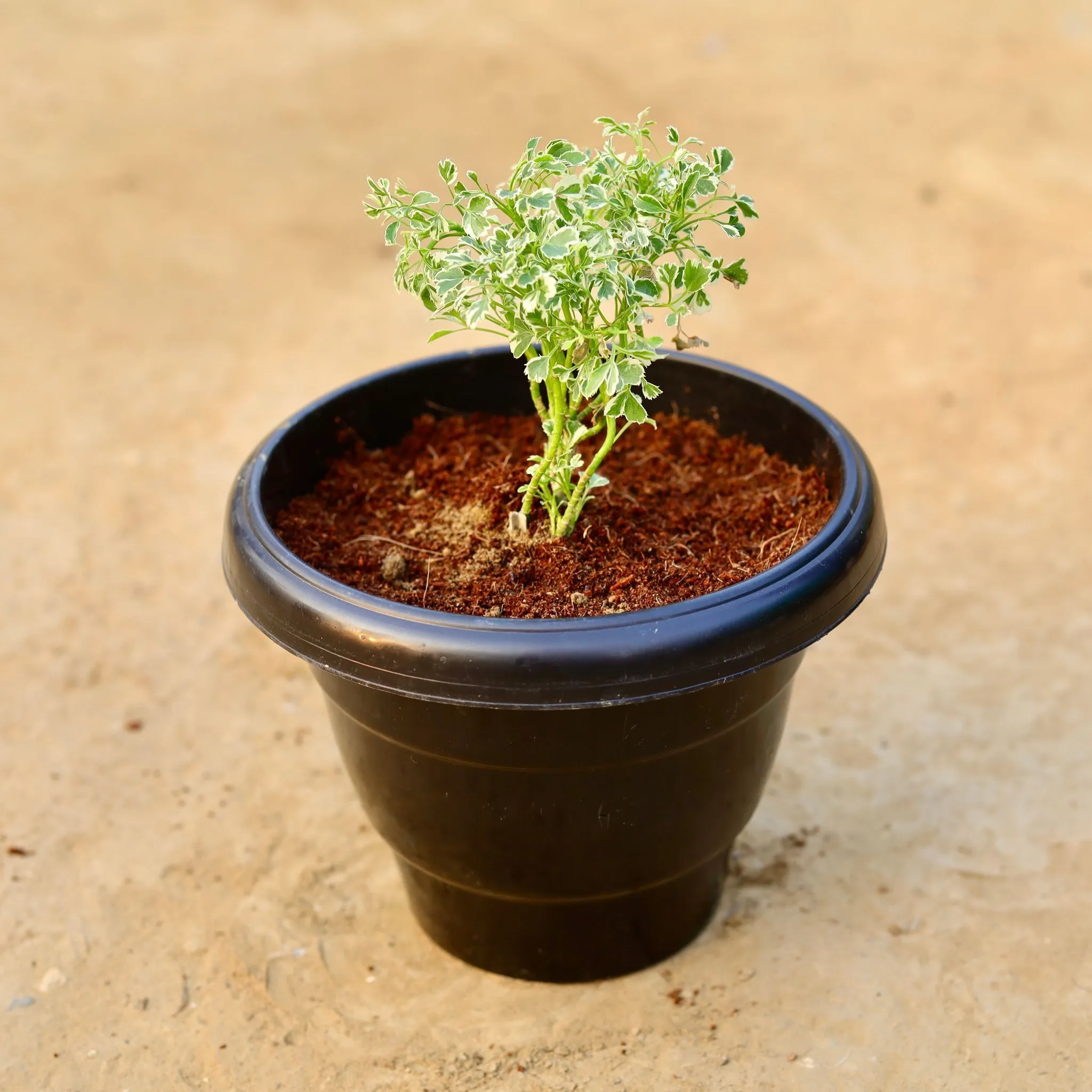 Aralia White Mini in 8 Inch Black Classy Plastic Pot