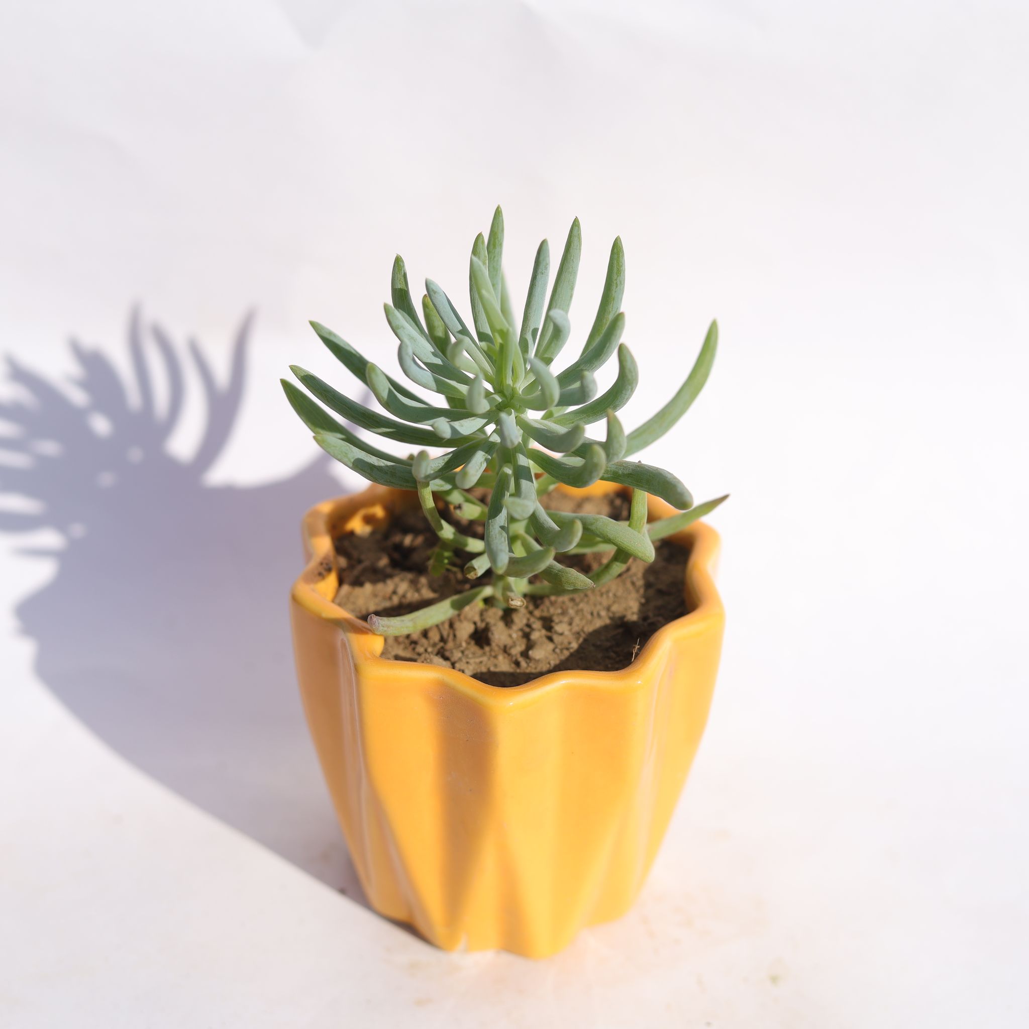 Curio Repens Succulent in 3 Inch Vibrant Yellow Ripple Designer Ceramic Pot