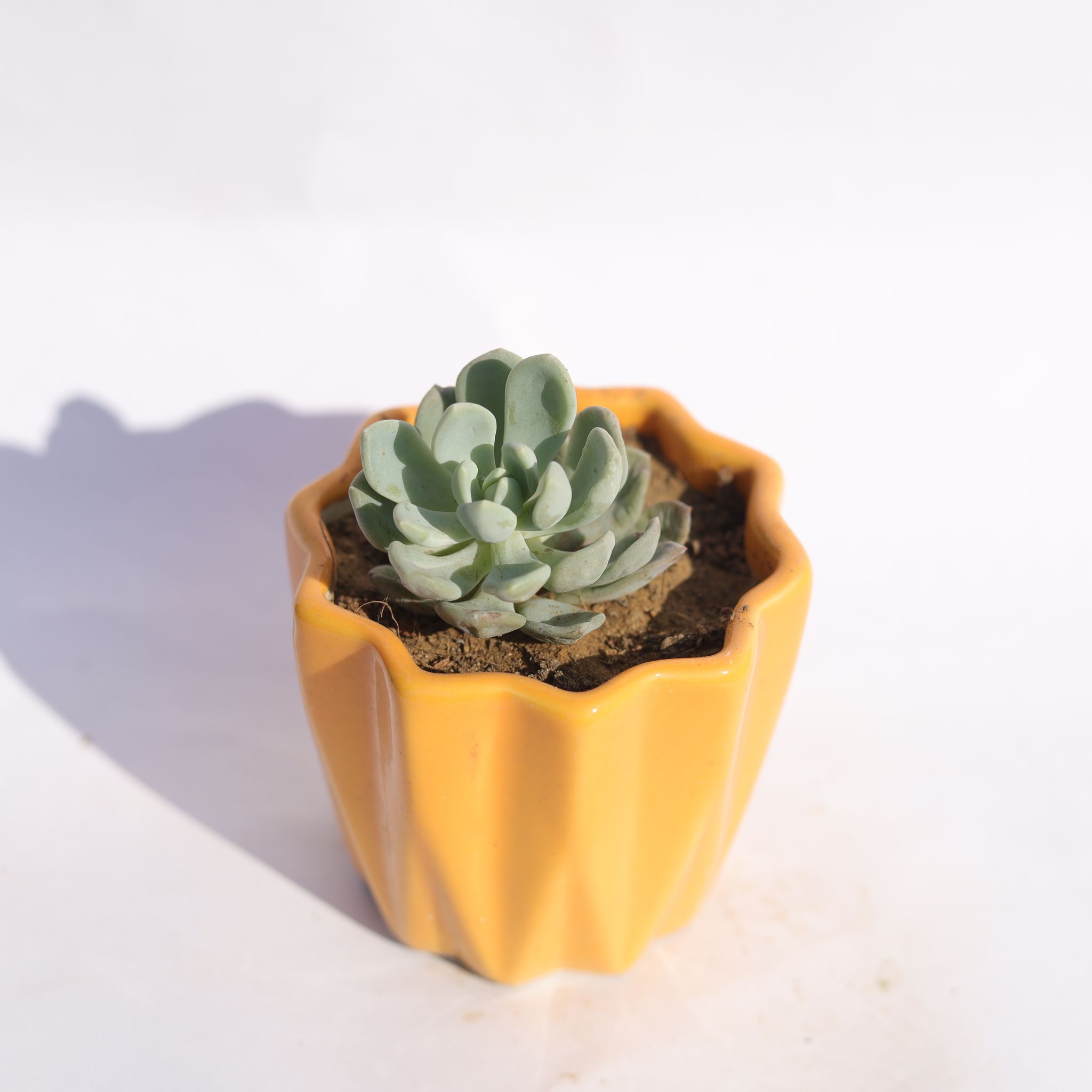 Echeveria Moonglow Succulent in 3 Inch Vibrant Yellow Ripple Designer Ceramic Pot