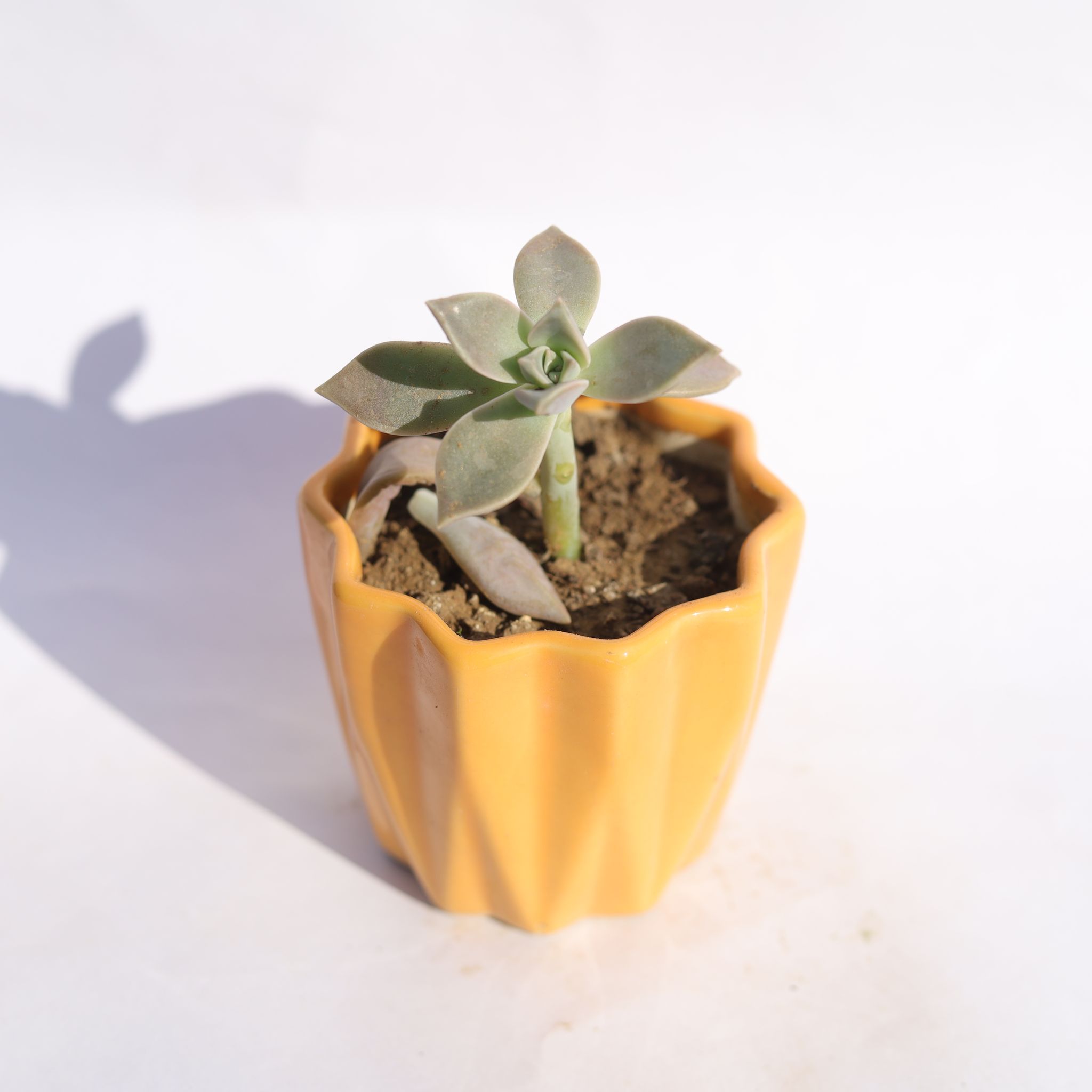 Ghost Plant / Mother of Pearl Plant in 3 Inch Vibrant Yellow Ripple Designer Ceramic Pot