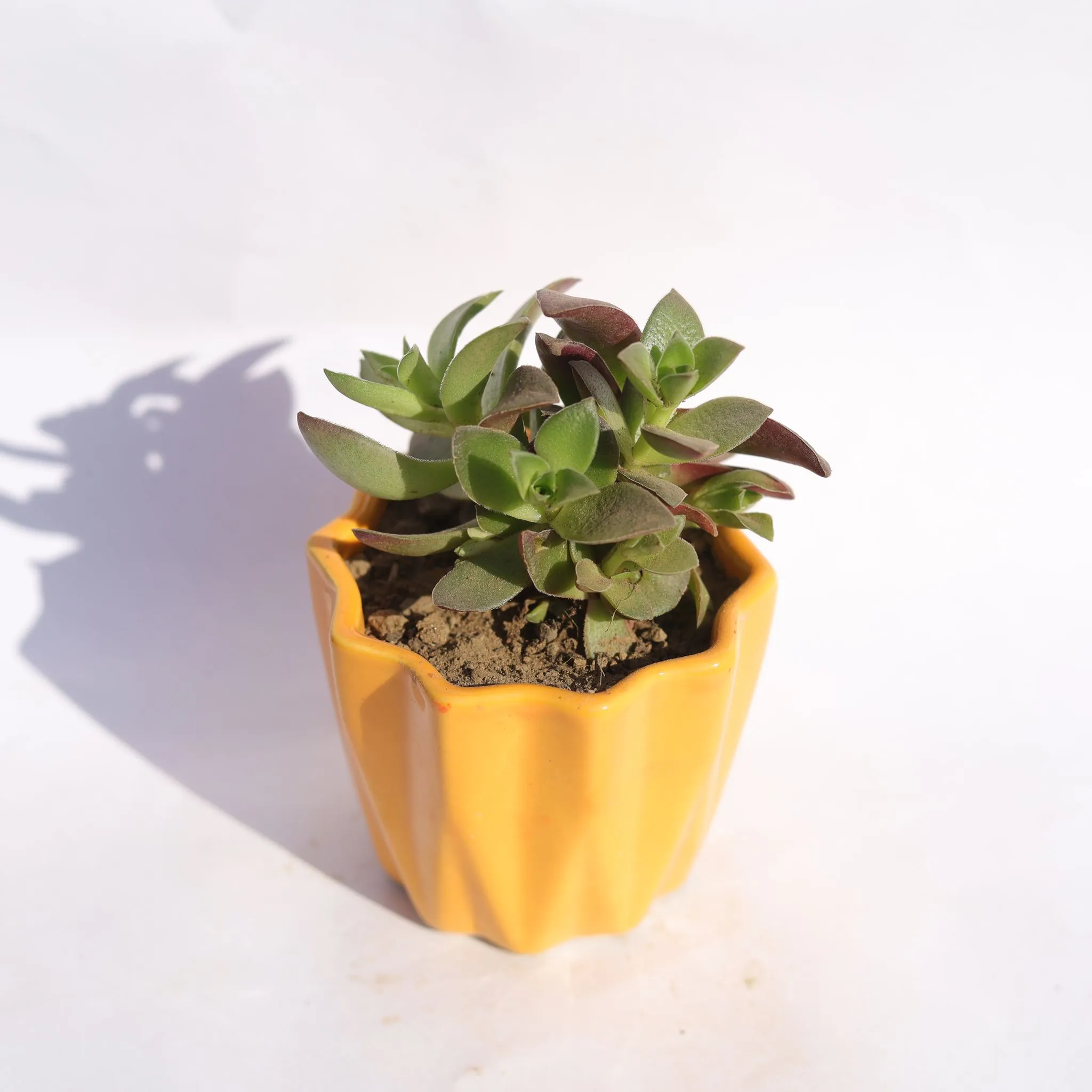 Aeonium Kiwi Succuelnt in 3 Inch Vibrant Yellow Ripple Designer Ceramic Pot