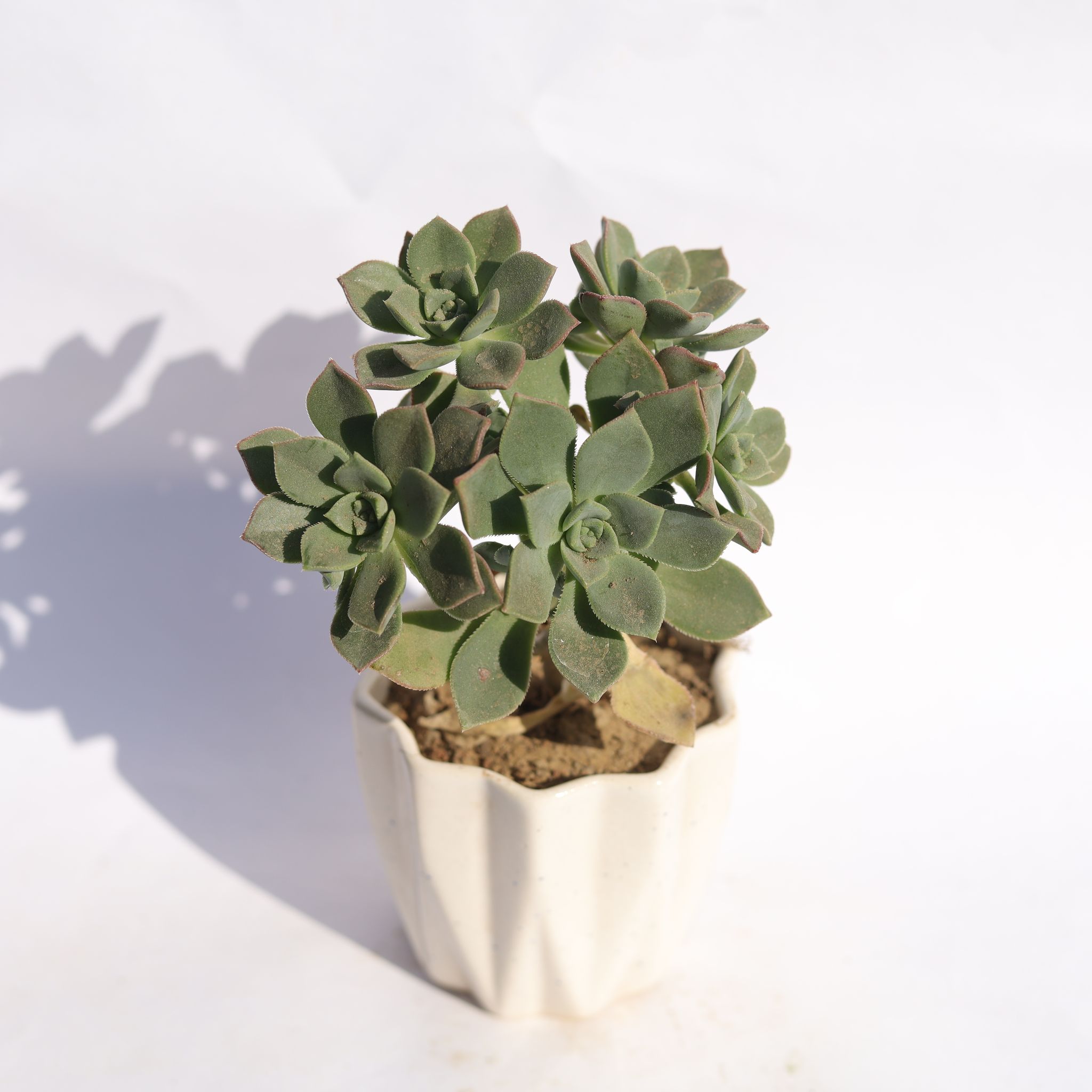 Aeonium Kiwi Succuelnt in 4 Inch Vibrant White Ripple Ceramic Planter