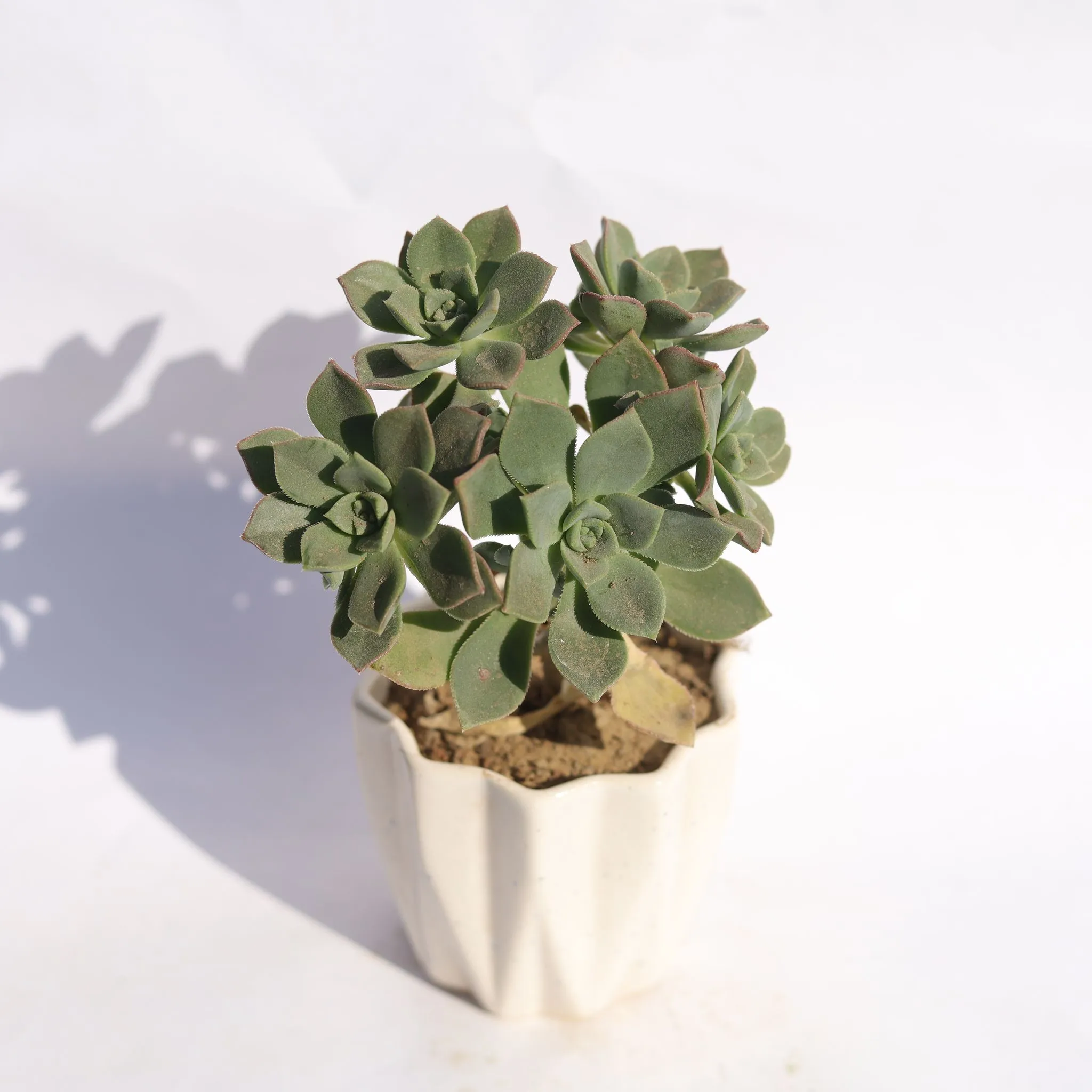 Aeonium Kiwi Succuelnt in 4 Inch Vibrant White Ripple Ceramic Planter