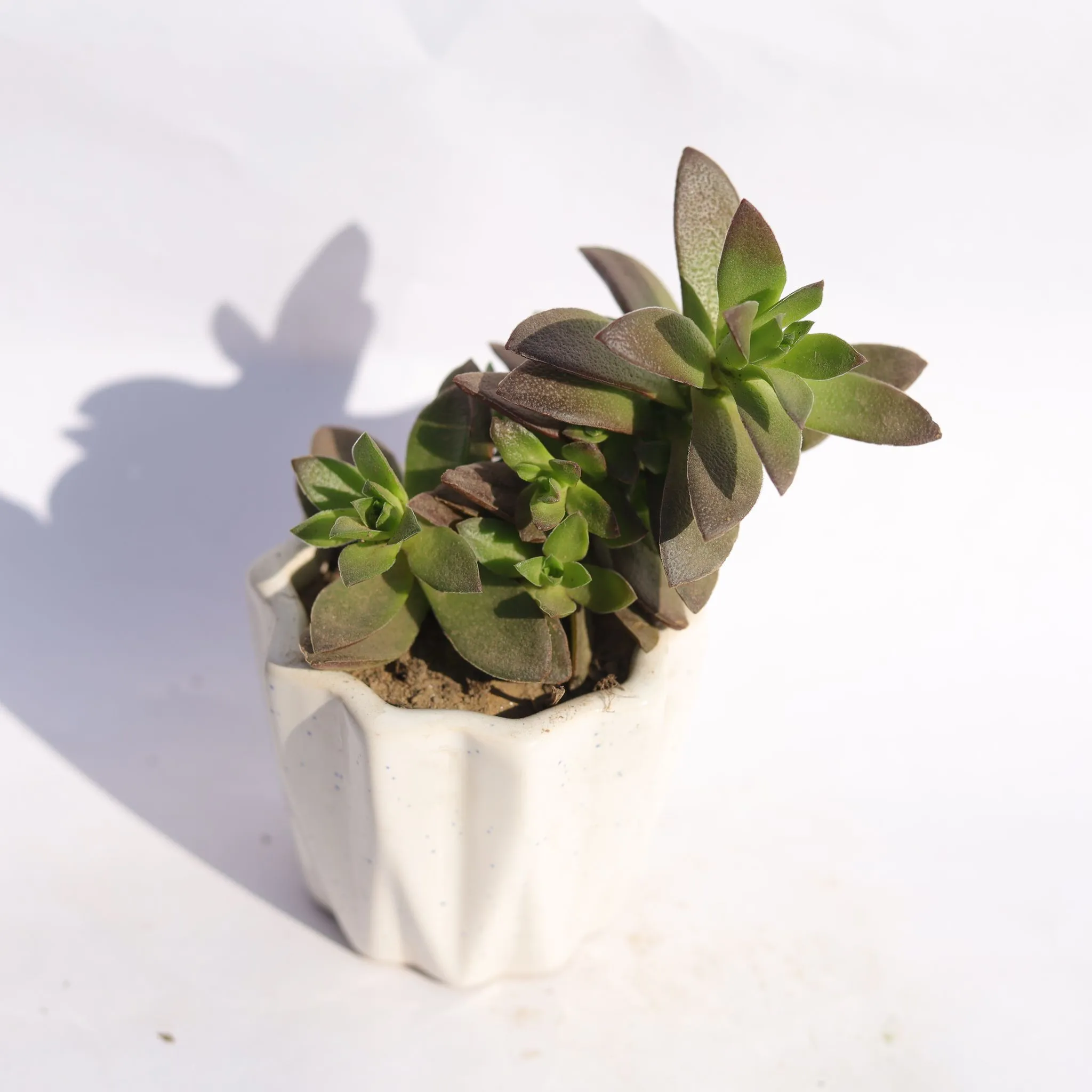 Ghost Plant / Mother of Pearl Plant in 4 Inch Vibrant White Ripple Ceramic Planter