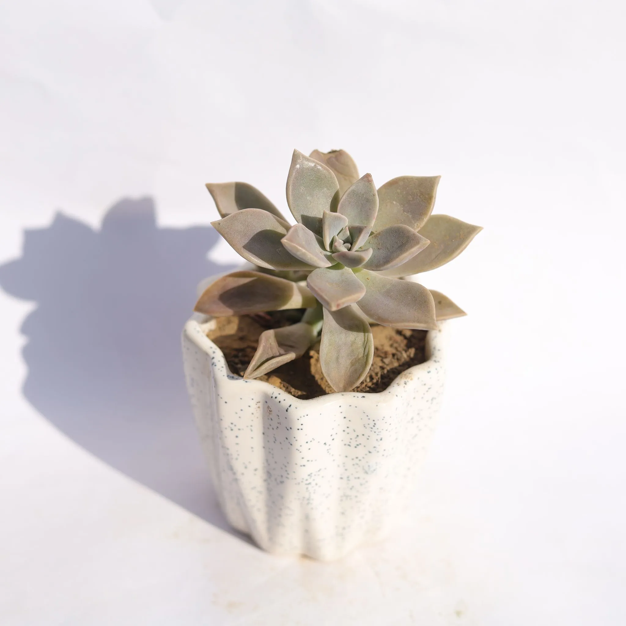 Echevera Devotion / Red Velvet in 4 Inch Vibrant White Ripple Ceramic Planter
