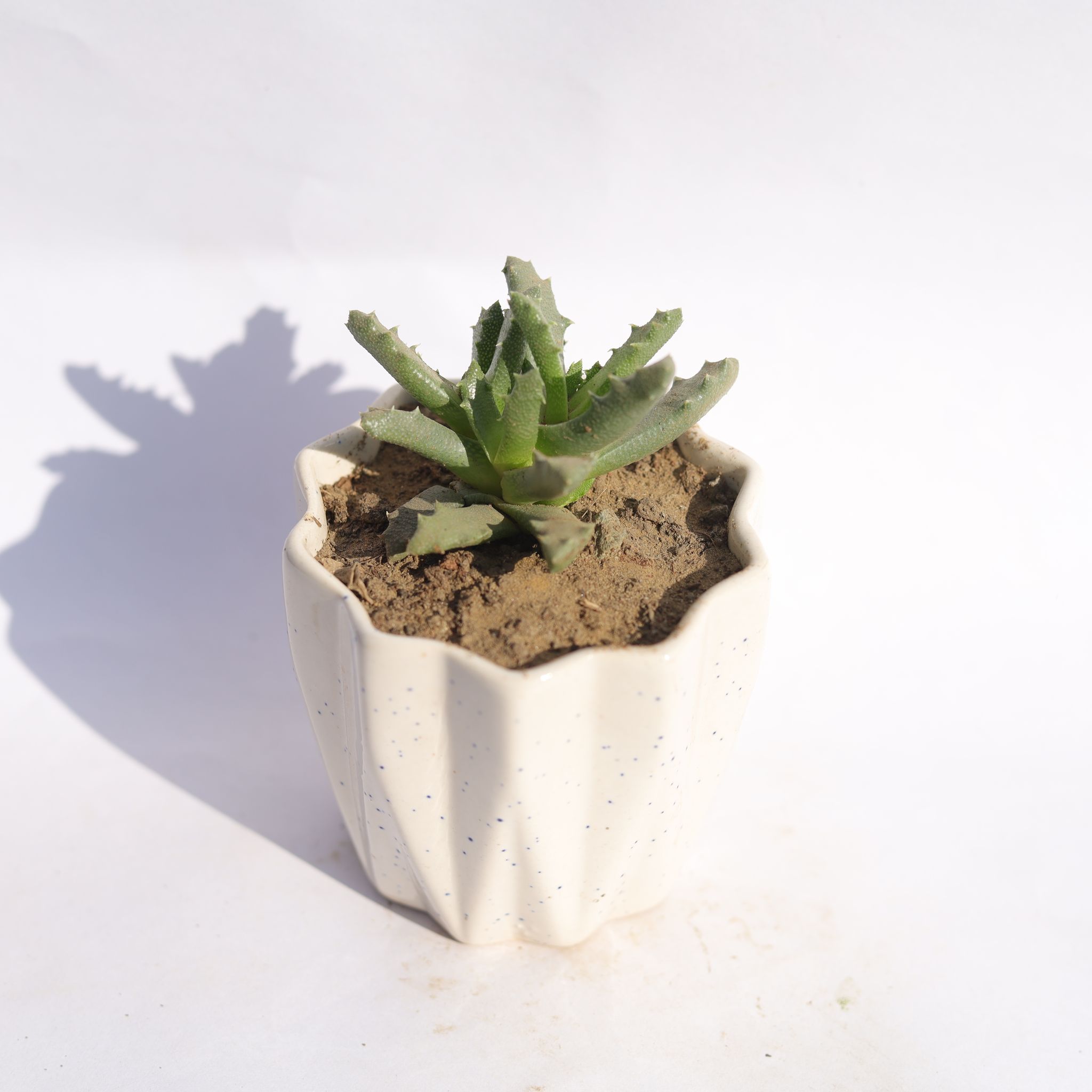 Stomatium Trifarium in 4 Inch Vibrant White Ripple Ceramic Planter