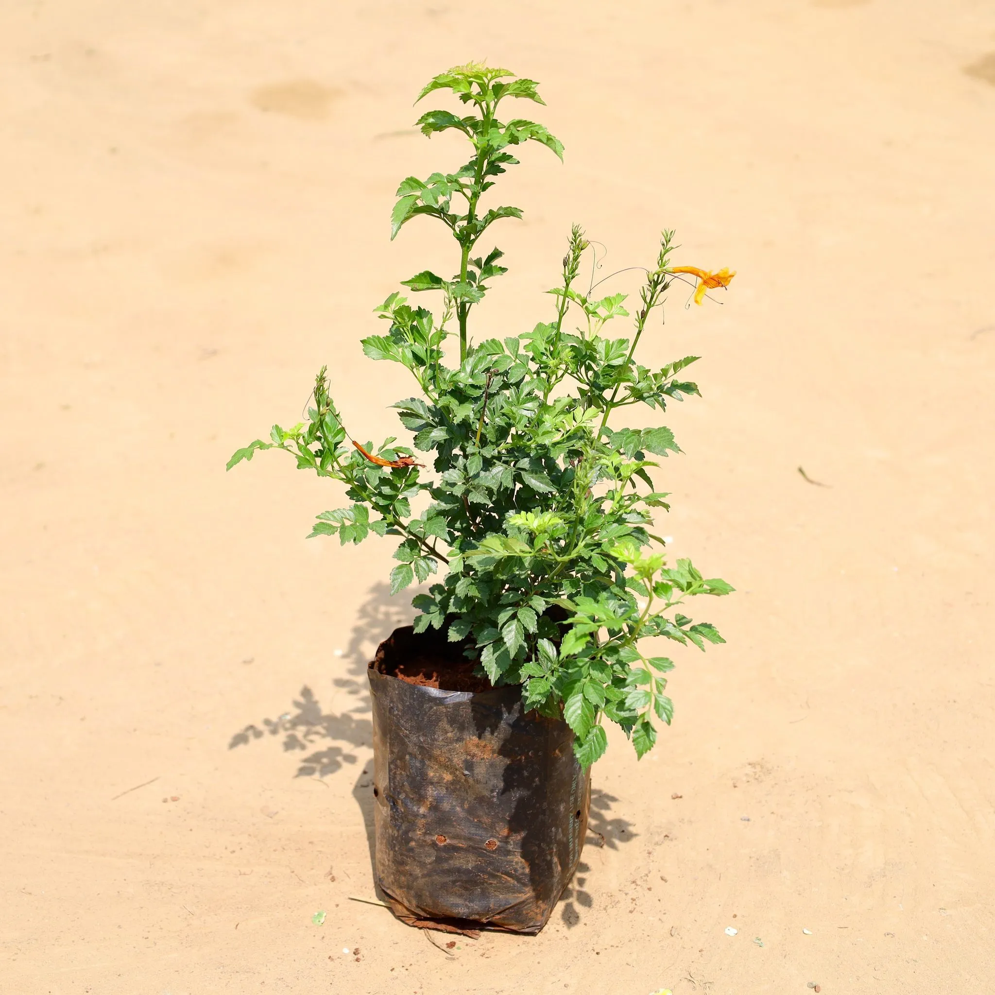 Tecoma Orange Dwarf in 6 Inch Nursery Bag
