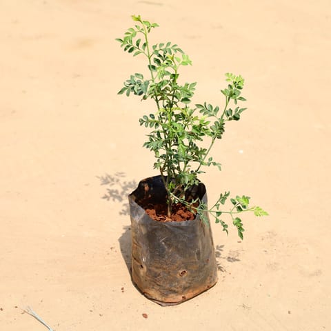 Chameli in 6 Inch Nursery Bag