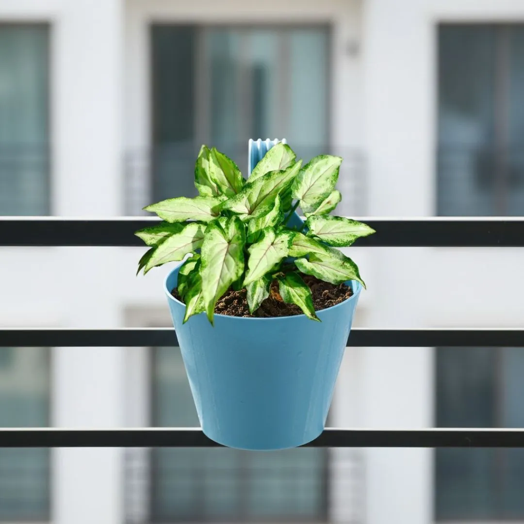 Syngonium Yammi in 8 Inch Blue Marble Single Hook Hanging Plastic Pot