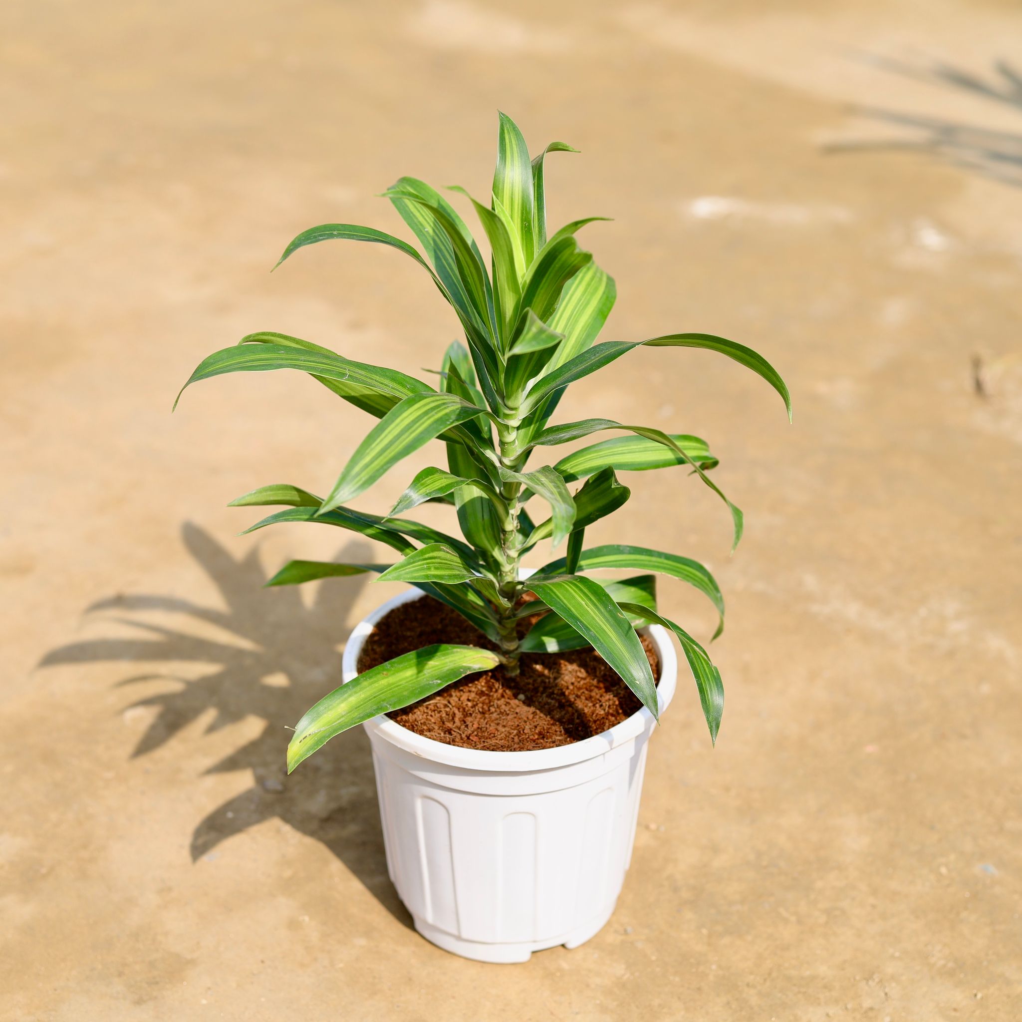 Dracaena Massenger in 6 inch White Super Nursery Pot