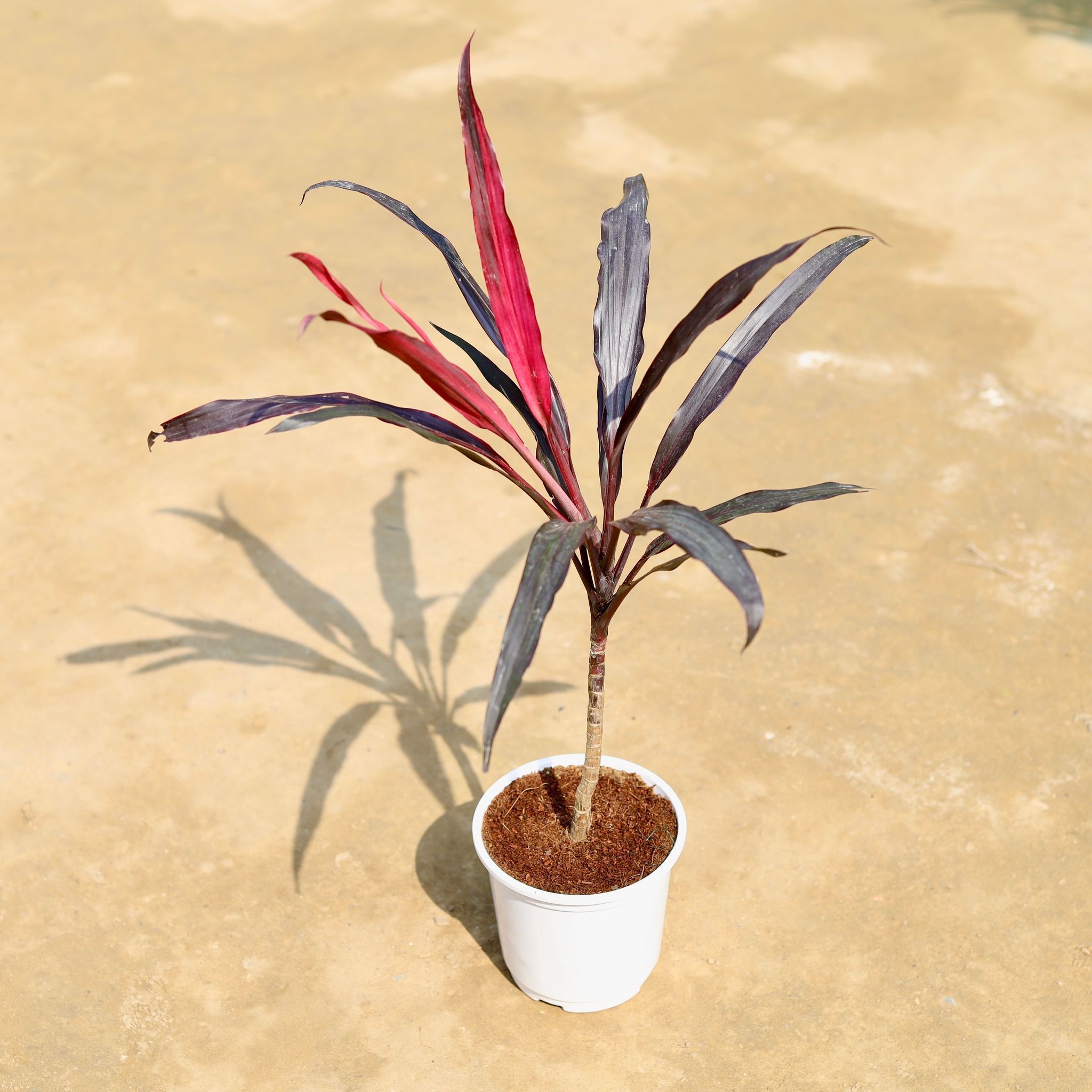 Dracaena Narrow Leaves in 6 inch White Super Nursery Pot