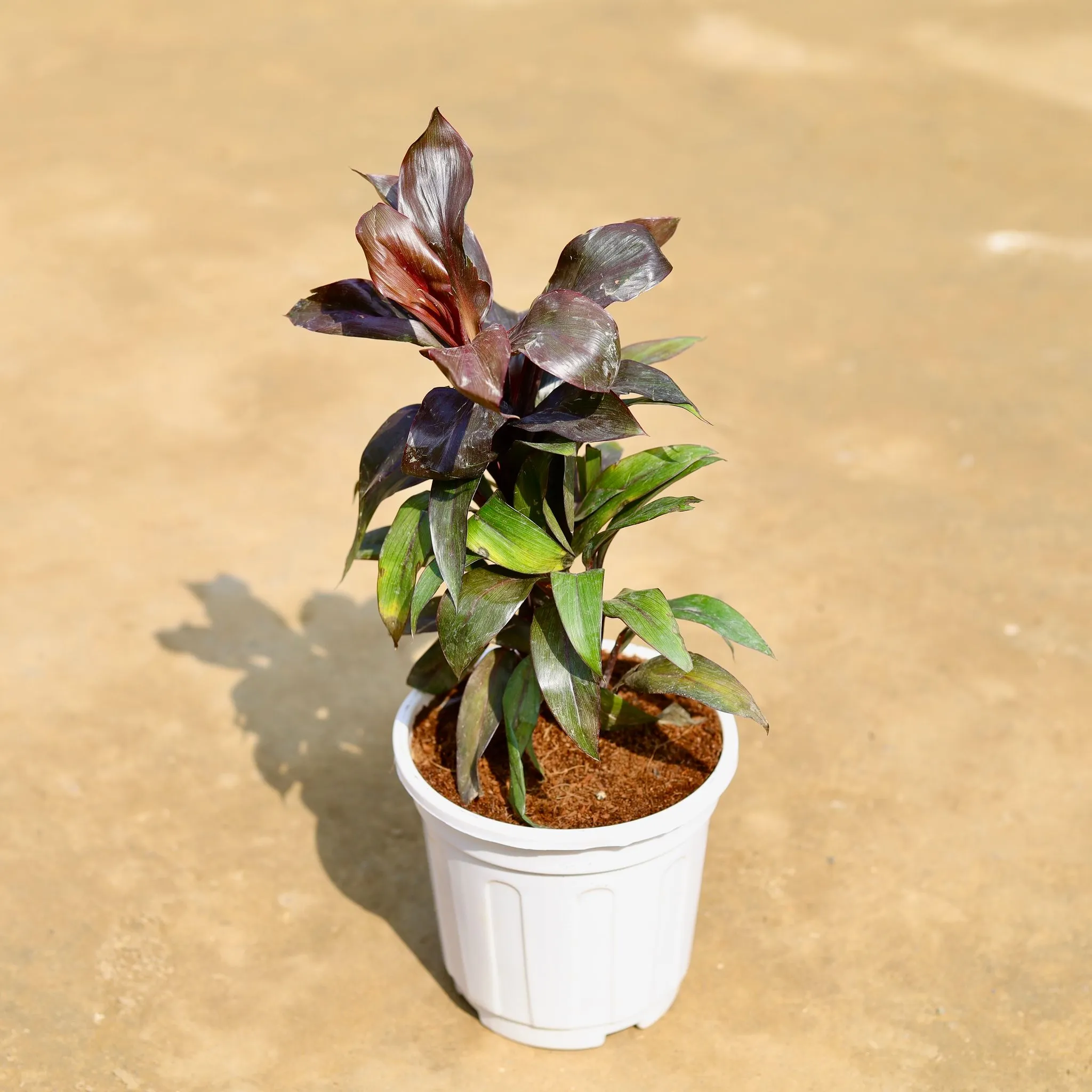 Dracaena Crimson Crush in 6 inch White Super Nursery Pot