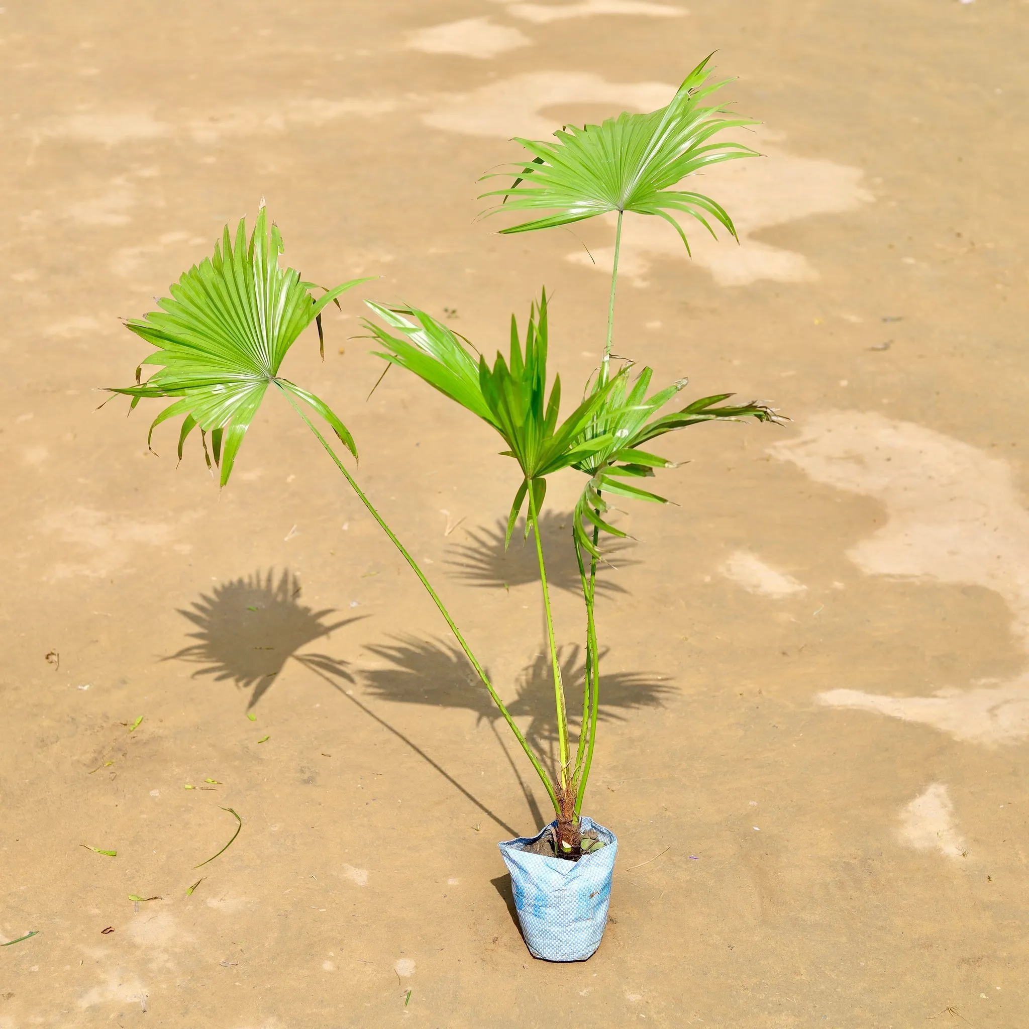 China Palm (~ 2.5 Ft) in 4 inch Nursery Bag