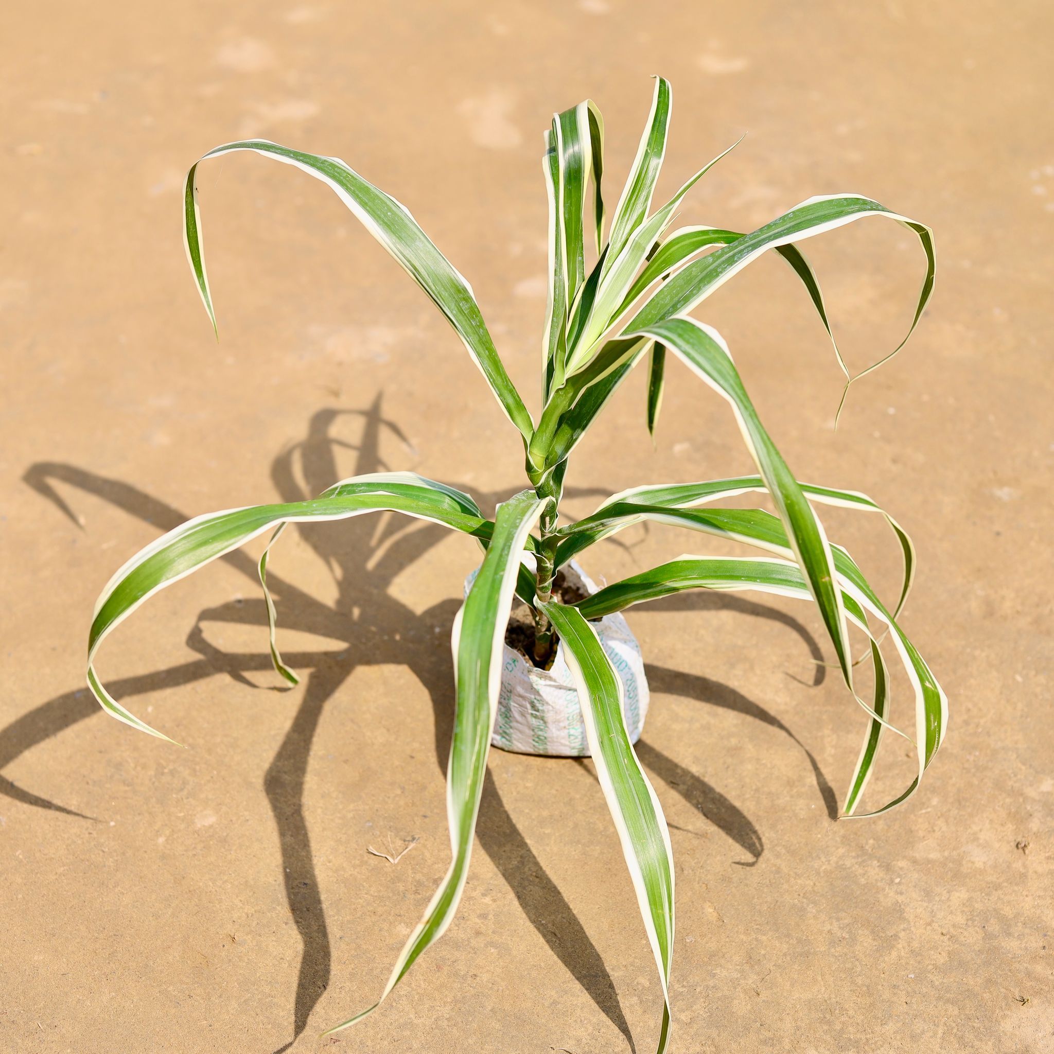 Dracaena Jamaica / Song of Jamaica in 4 inch Nursery Bag