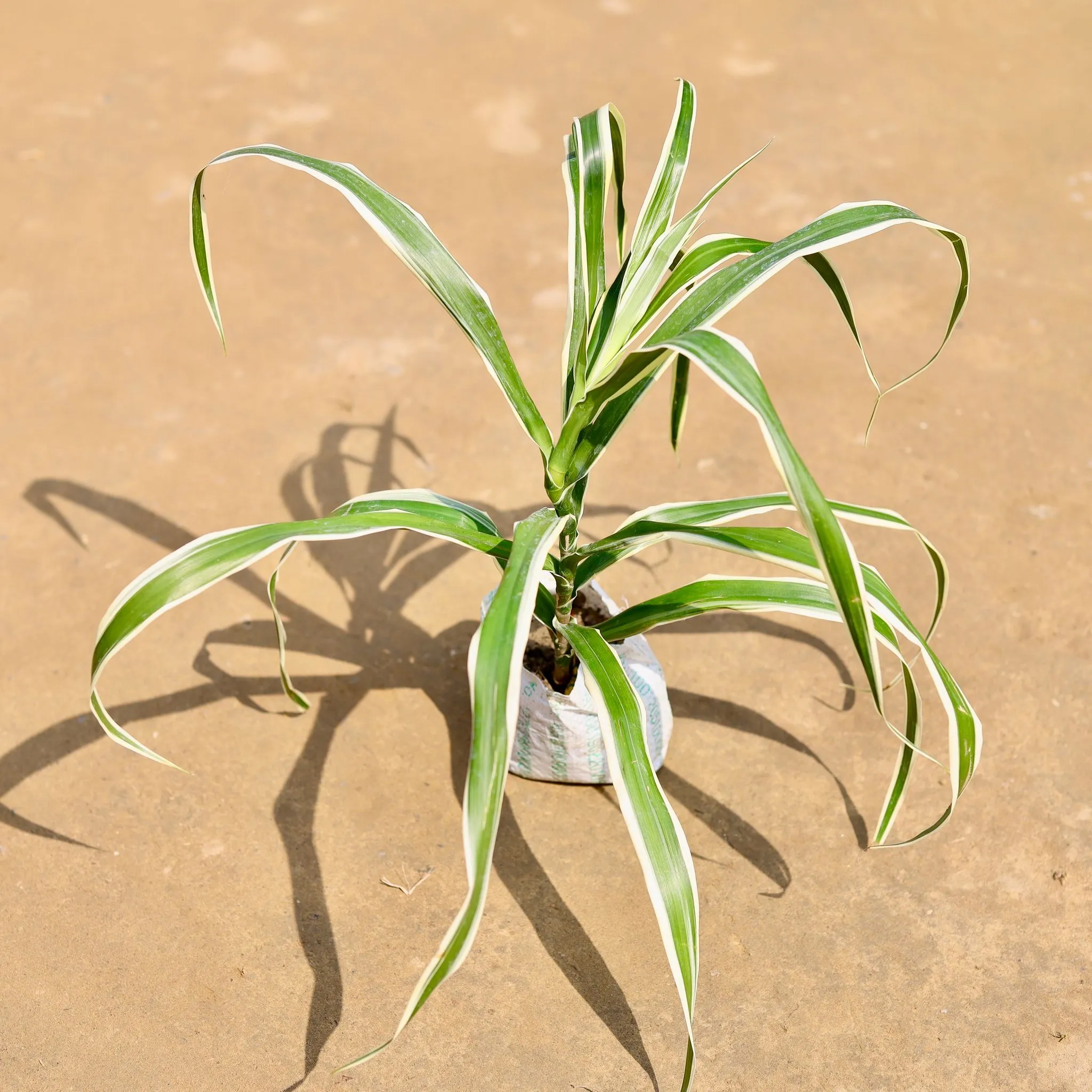 Dracaena Jamaica / Song of Jamaica in 4 inch Nursery Bag