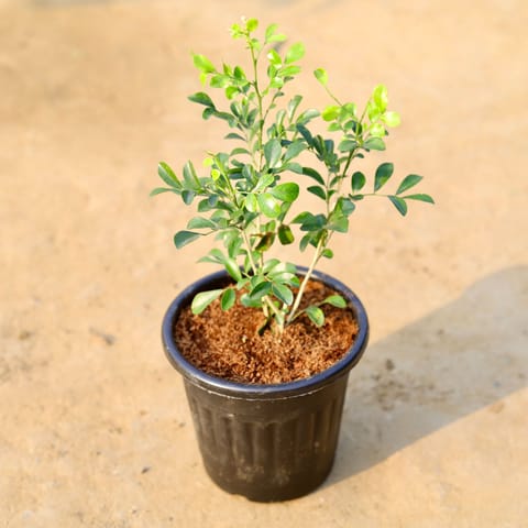 Madhu Kamini White Bushy (any colour) in 6 Inch Black Super Nursery Pot