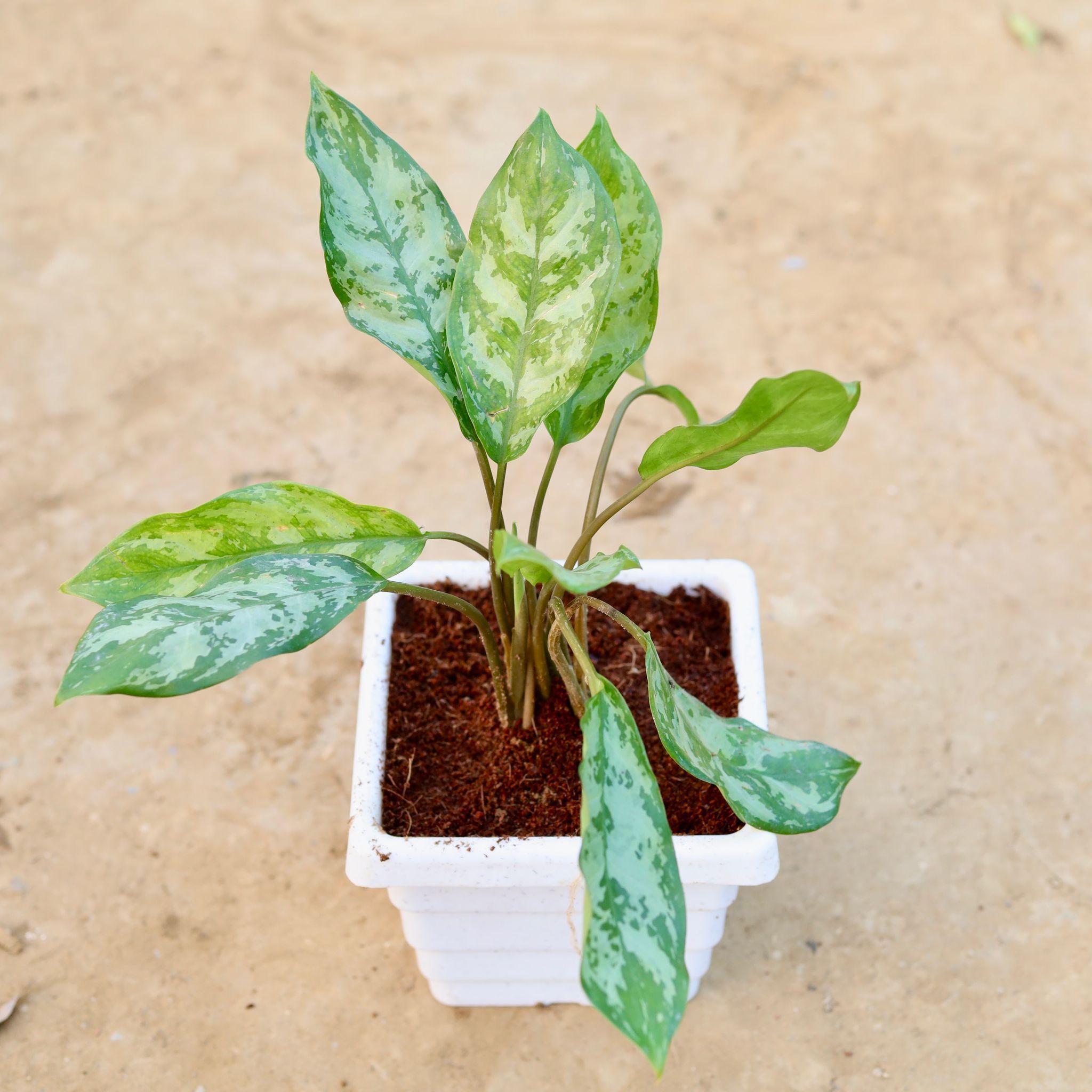 Aglaonema Silver King in 6 Inch White Marble Premium Orchid Square Plastic Pot