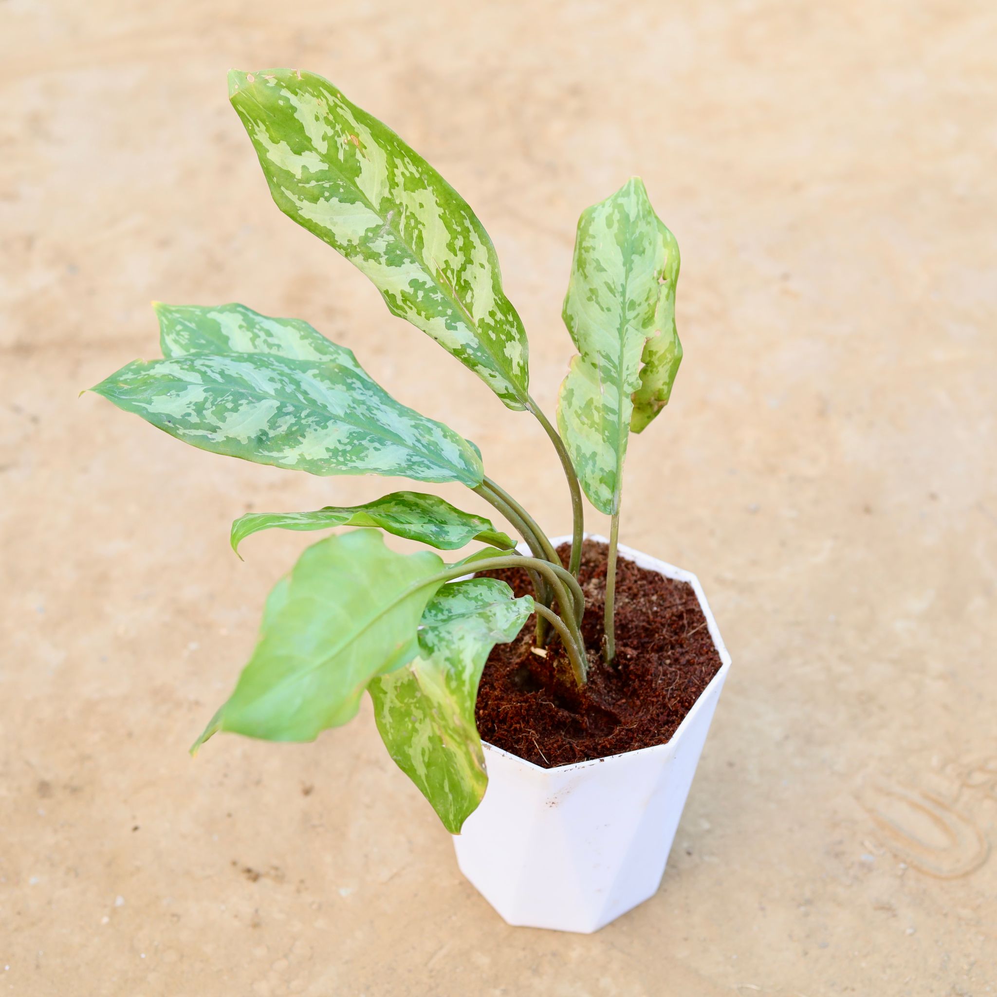 Aglaonema Silver King in 6 Inch Marble White Premium Diamanti Plastic Pot