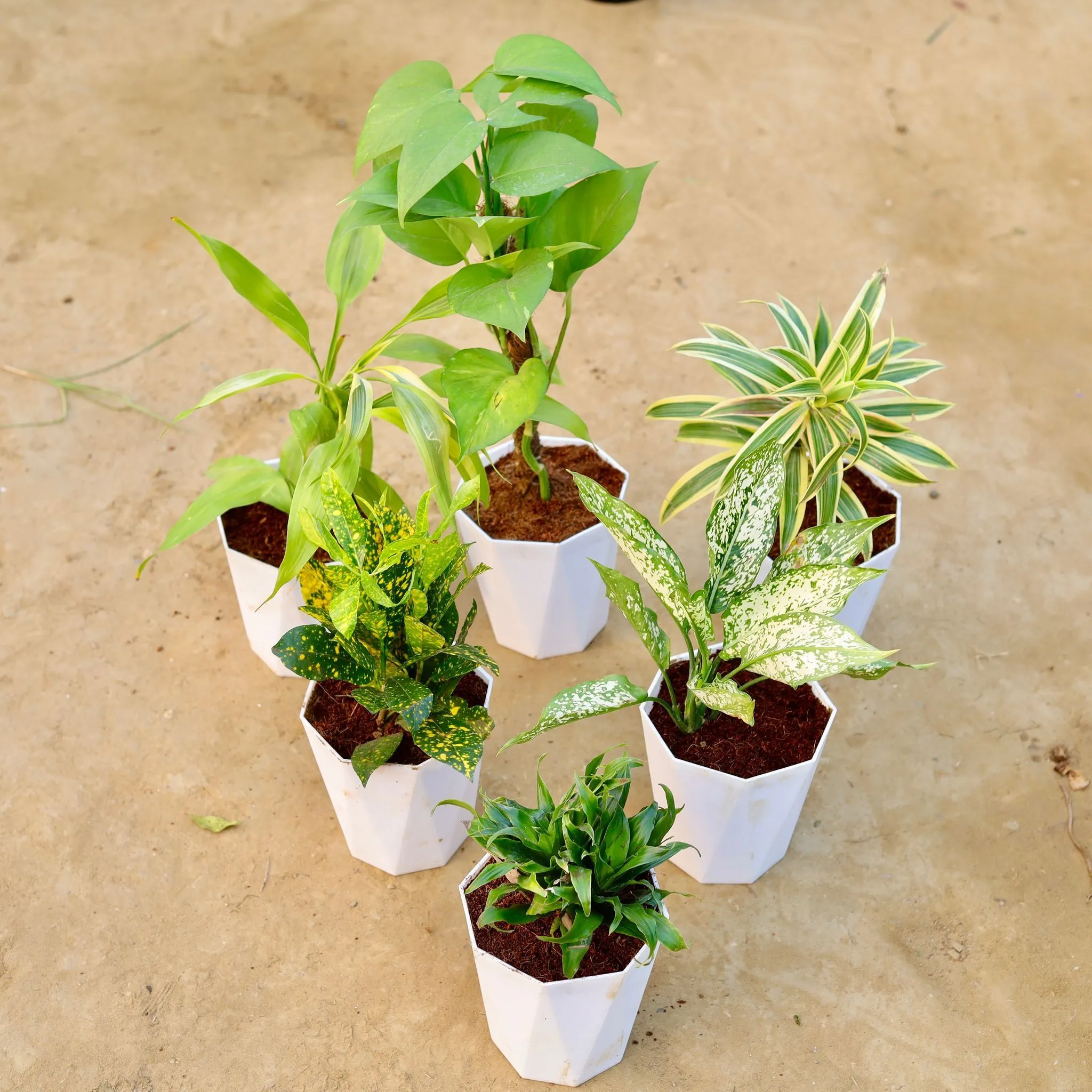 The Premium Green Escape - Set of 6 - Lucky Bamboo, Money Plant with Moss Stick, Song of India, Baby Croton, Aglaonema Snow White & Dracaena Compacta in 6 Inch Marble White Premium Diamanti Plastic Pot