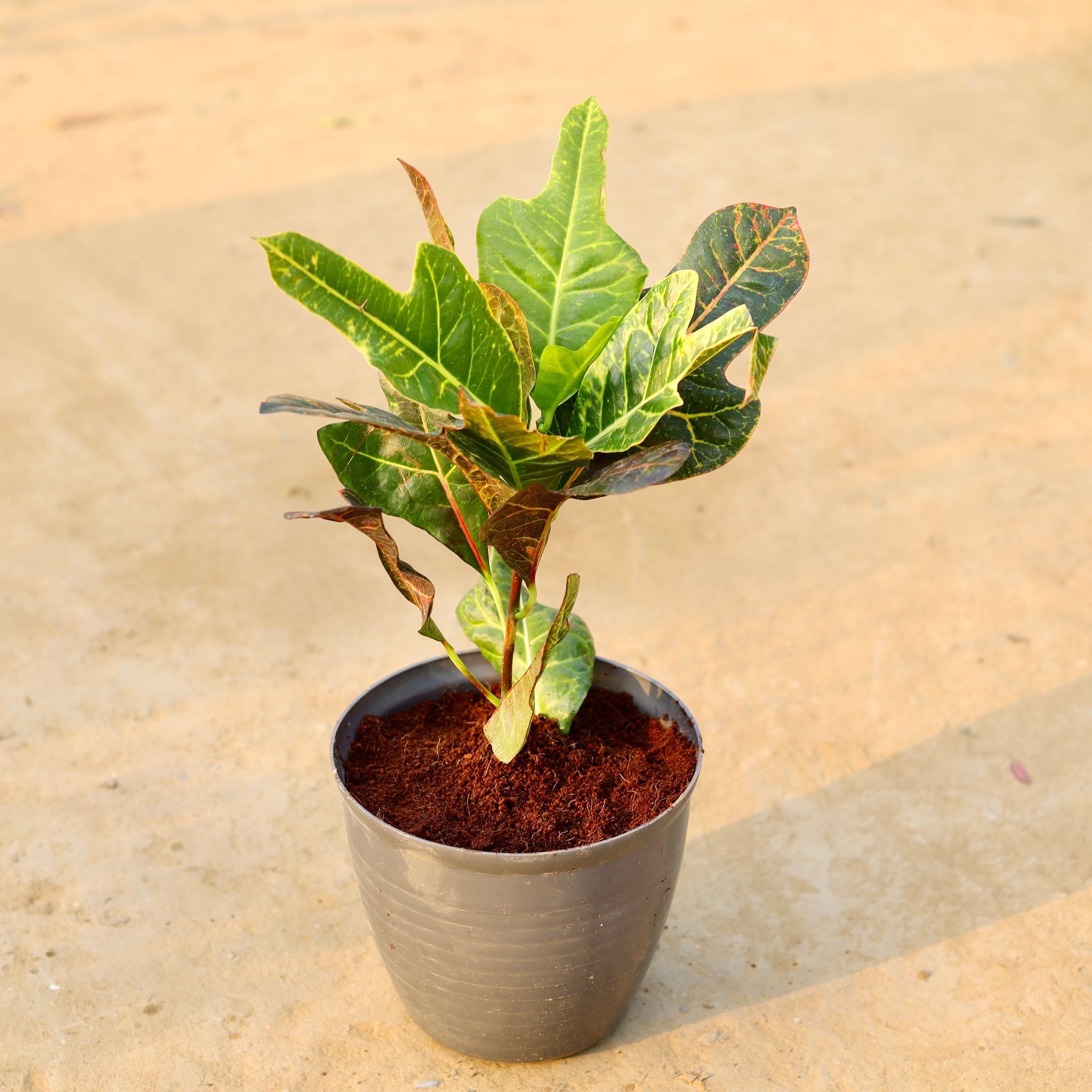 Croton Oakleaf in 08 Inch Grey Premium Milo Round Plastic Pot